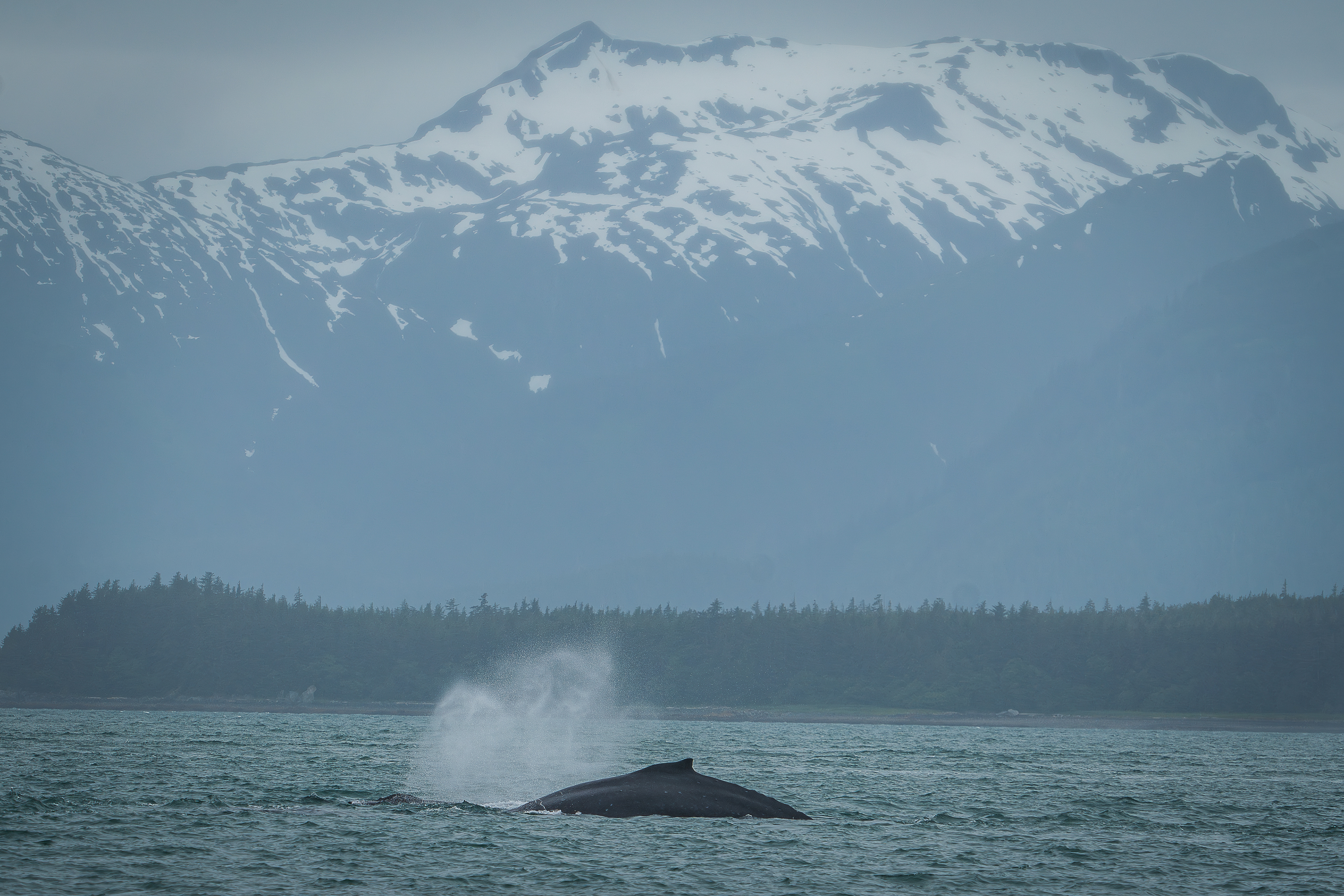 Whale in North Pass - Favorite Channel of Lynn Canal