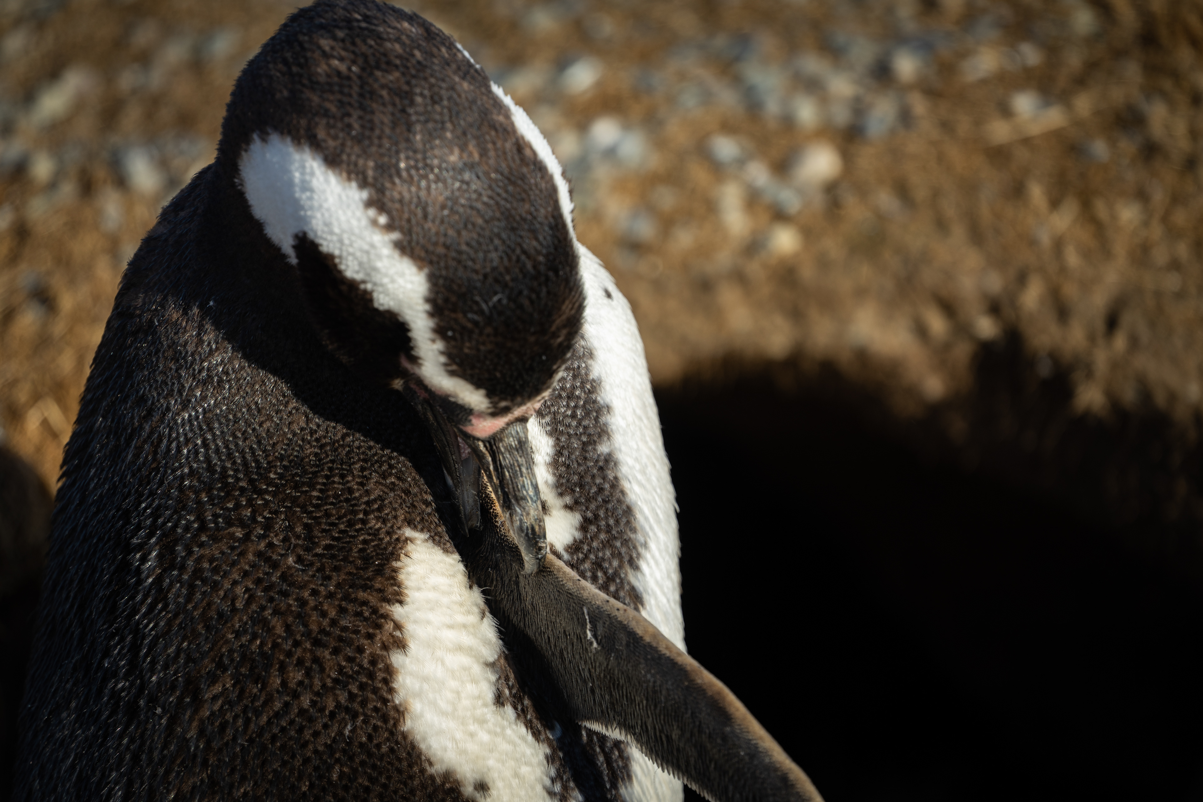 Magellanic Penguins - Magdalena Island