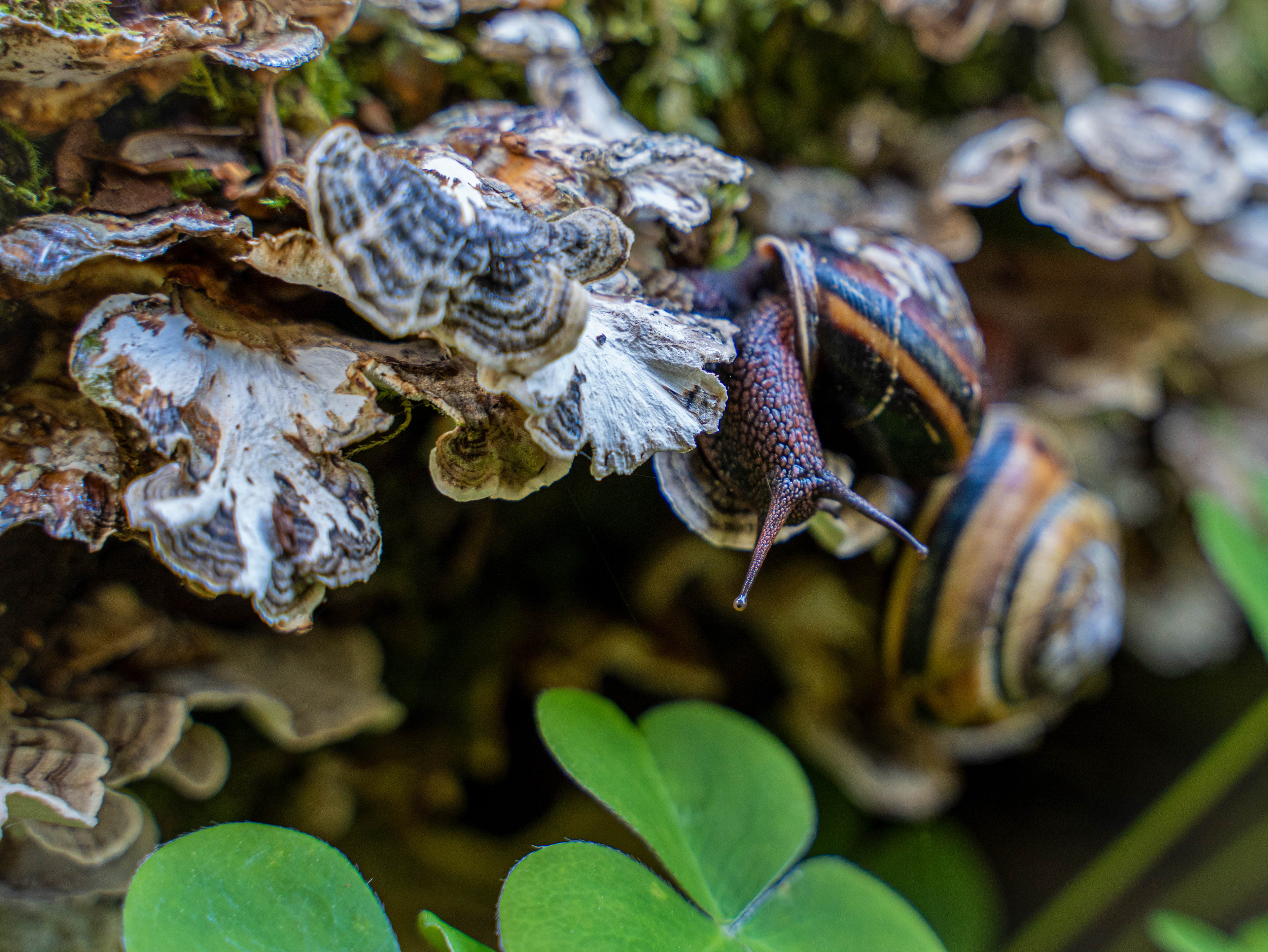 Snail - Redwoods National Park