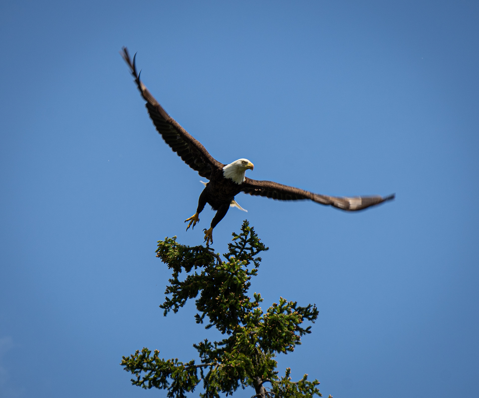 Bald Eagle - Voyageur National Park