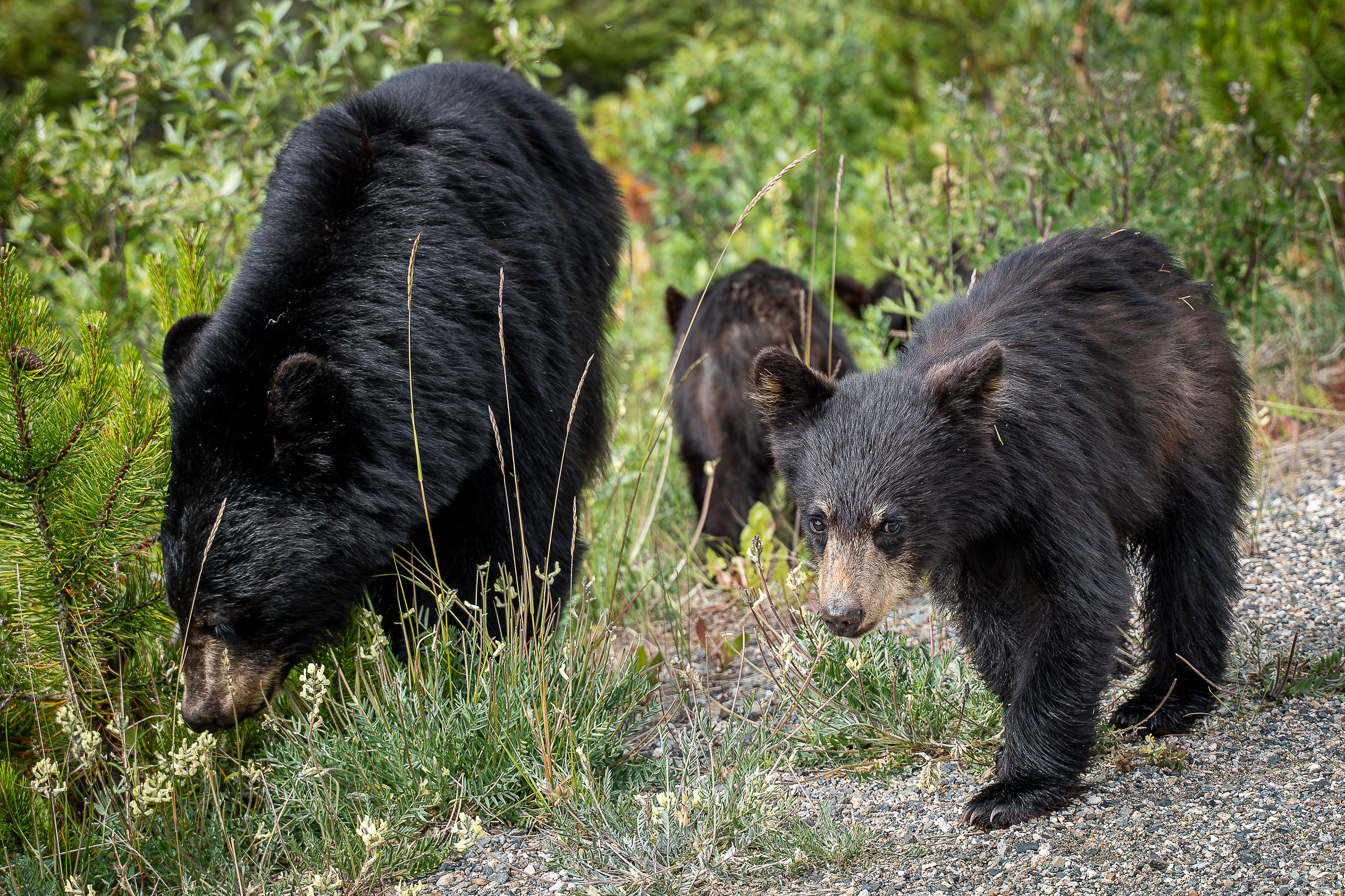 Black Bear Cubs - Yukon, CA