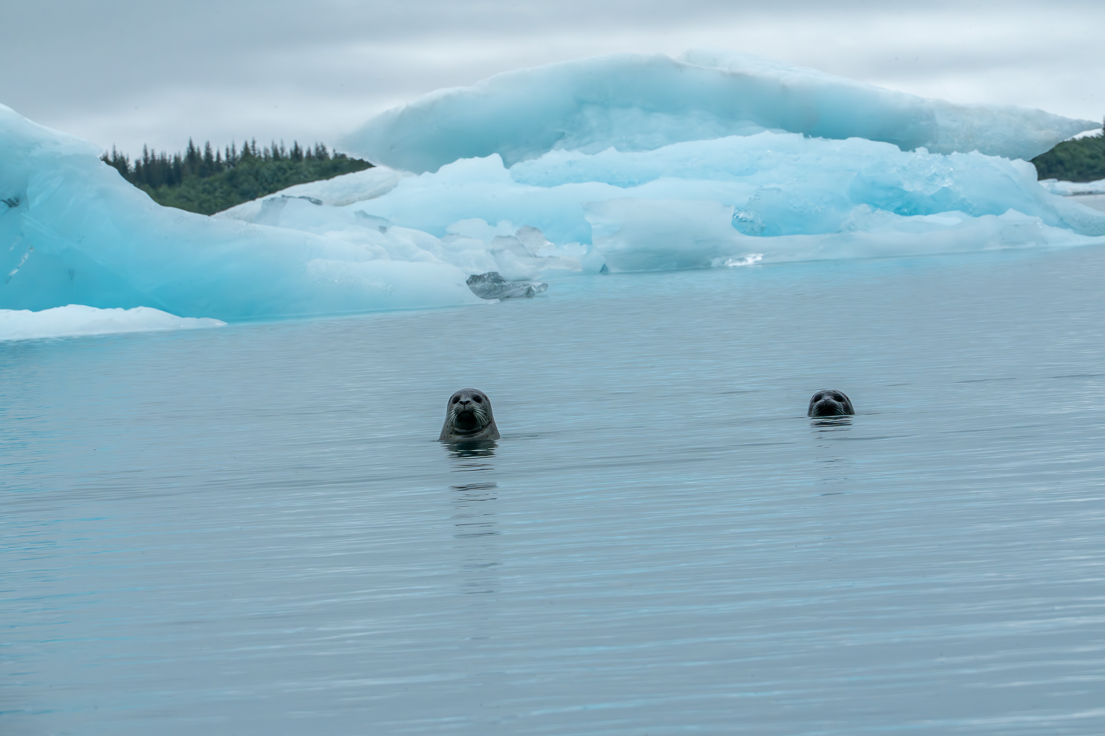 Harbor Seals - Bear Glacier Lagoon - Kenai Fjord National Park