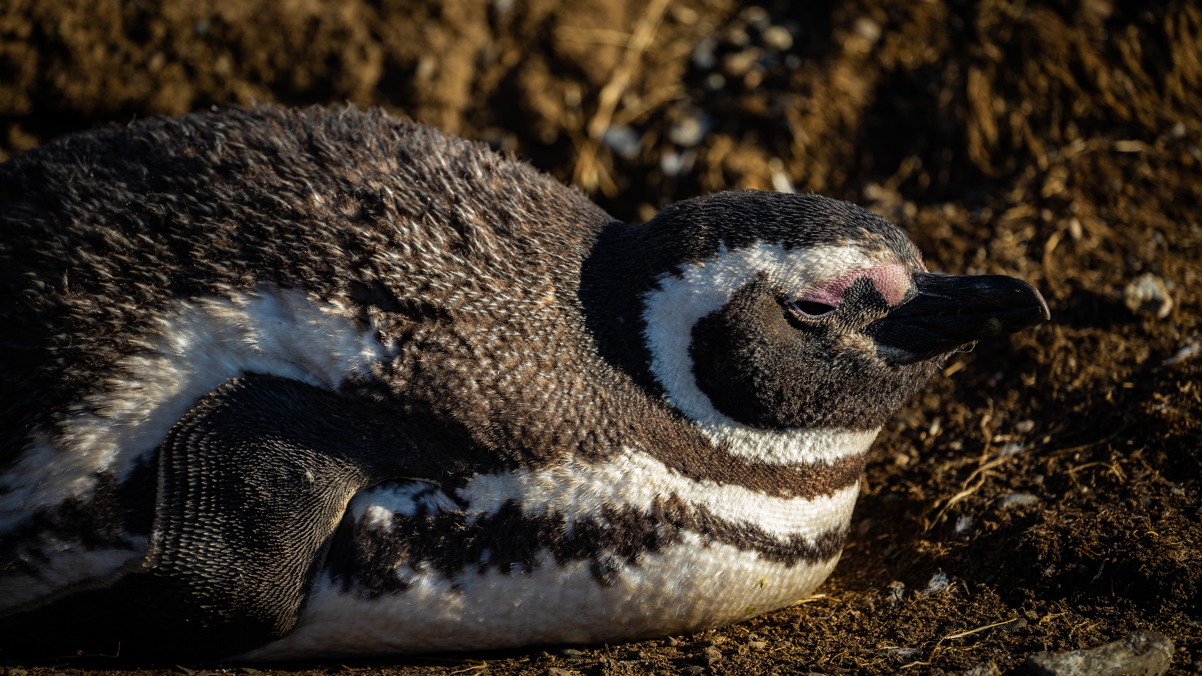 Magellanic Penguins - Magdalena Island