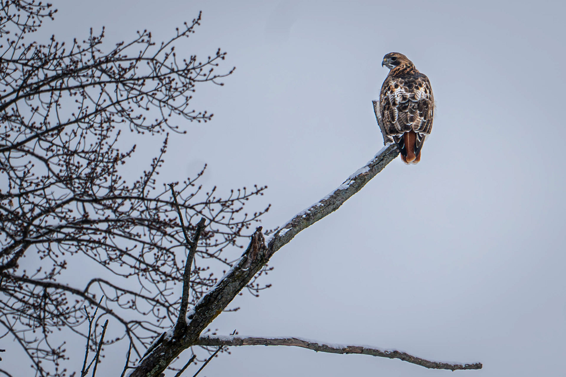Red-tailed hawk - Peach Ridge