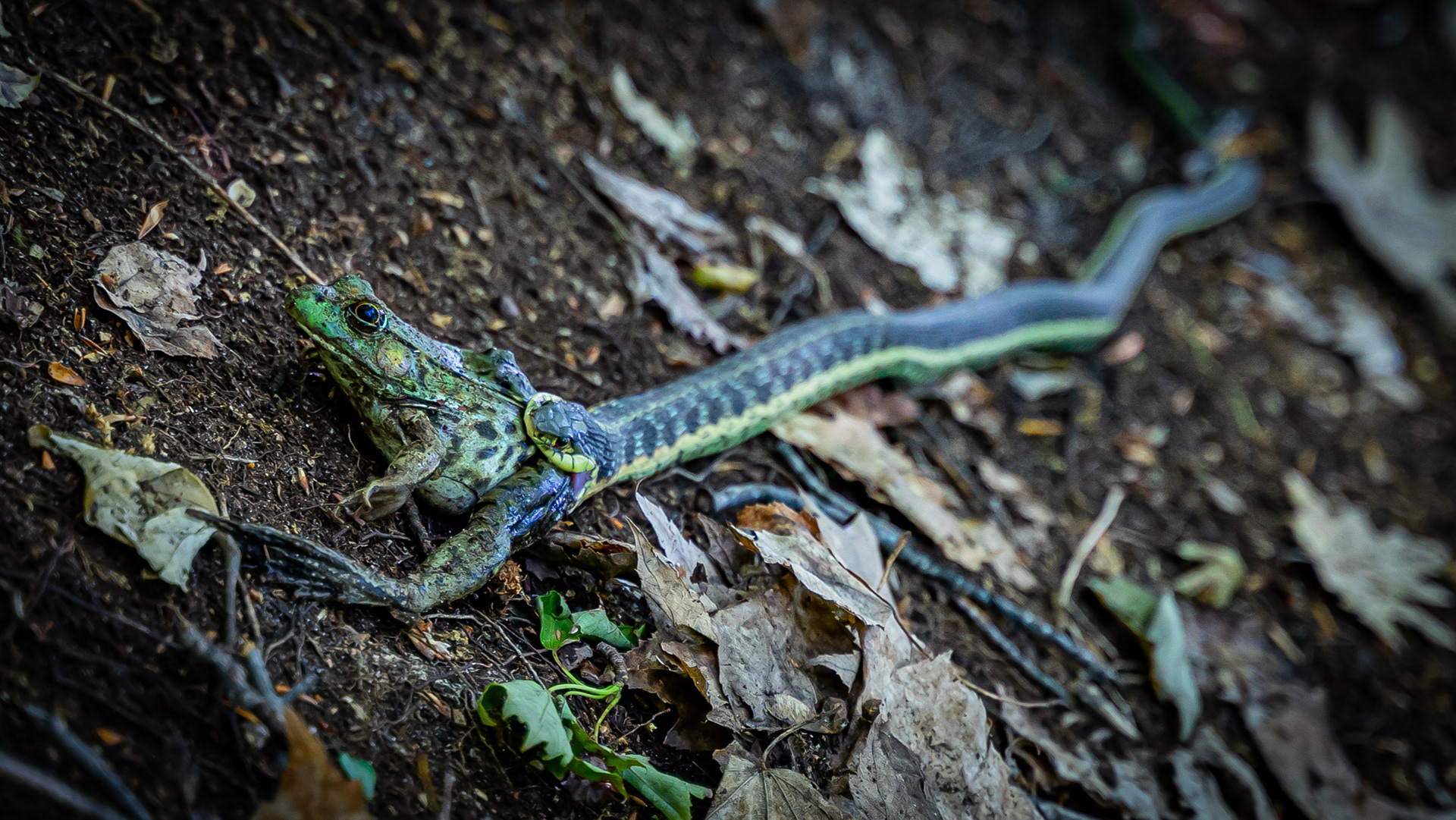 Garter Snake / Frog - Leelanau State Park