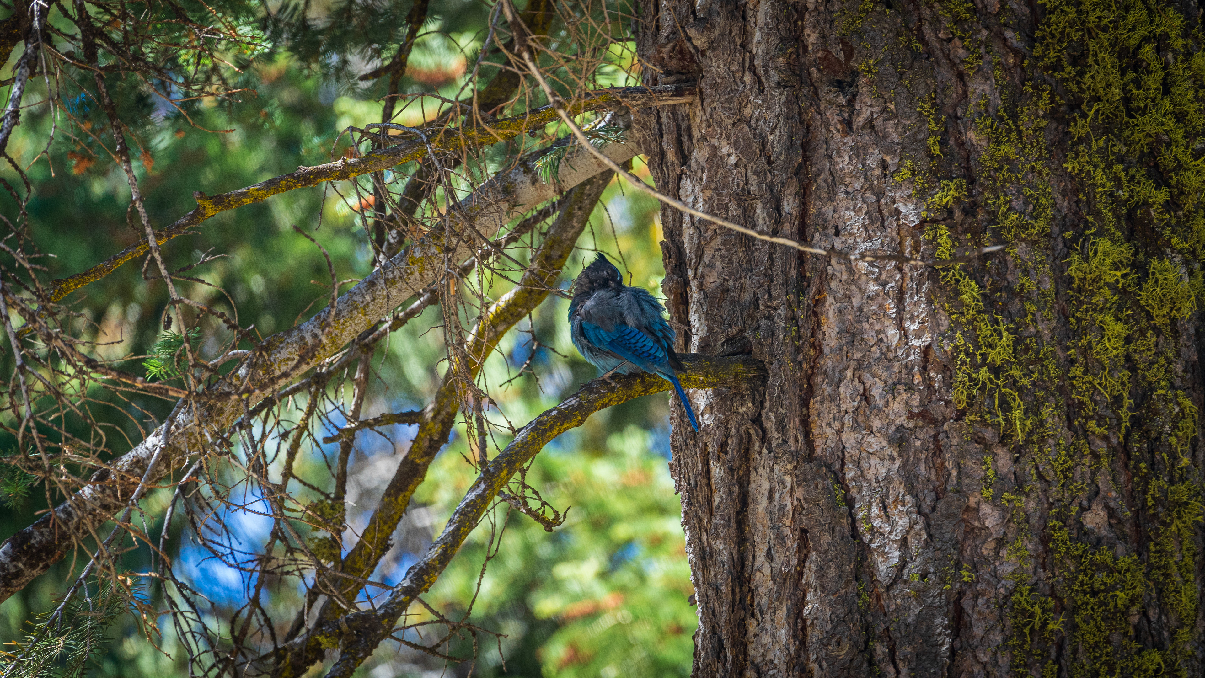 Western Jay - Kings Canyon