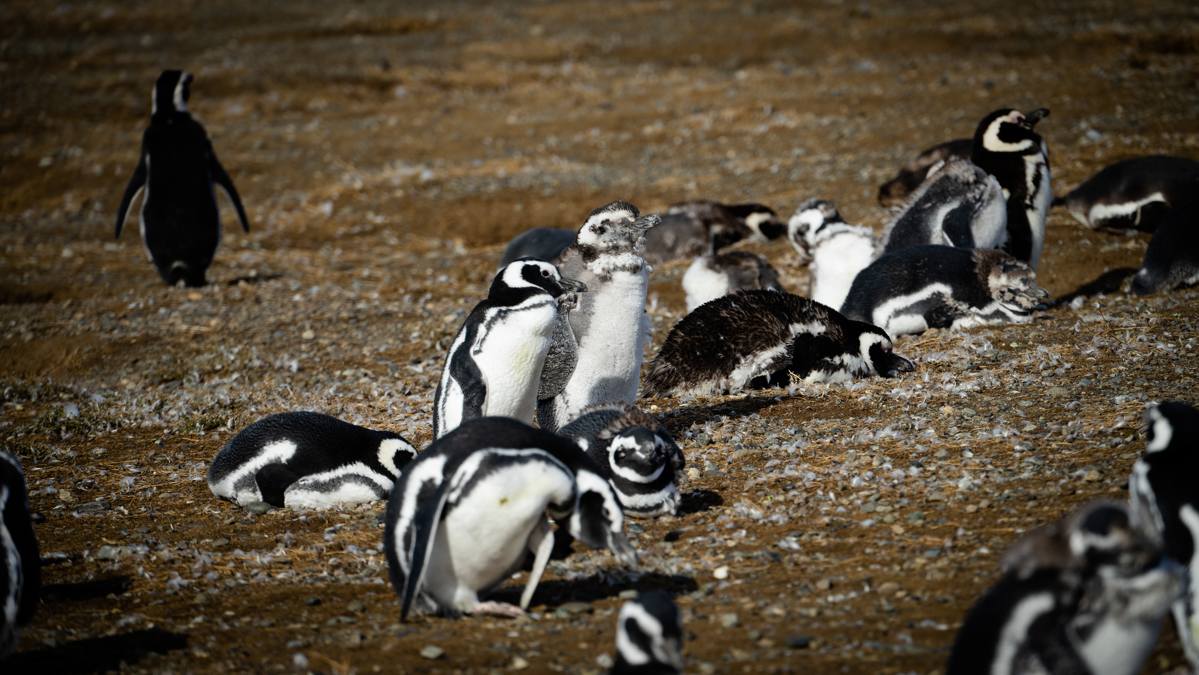 Magellanic Penguins - Magdalena Island
