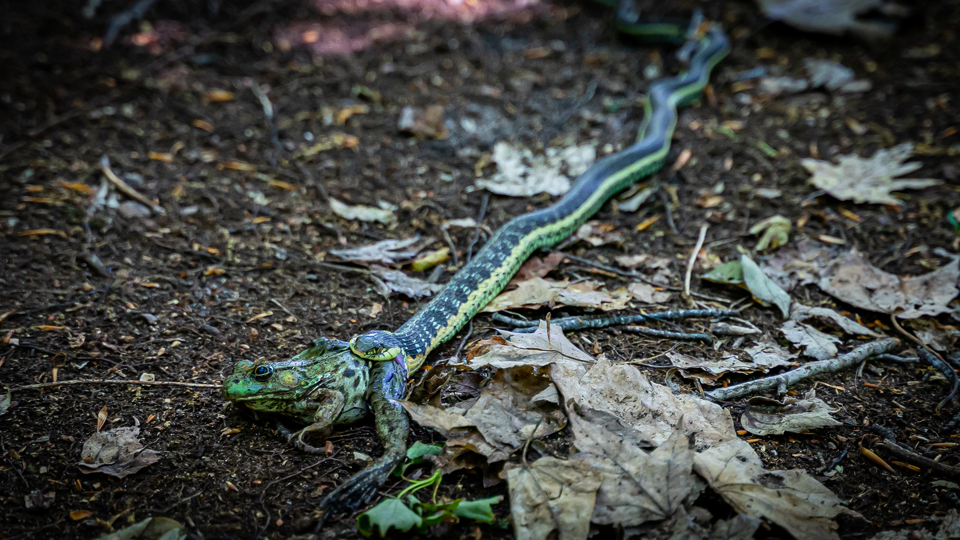 Garter Snake / Frog - Leelanau State Park
