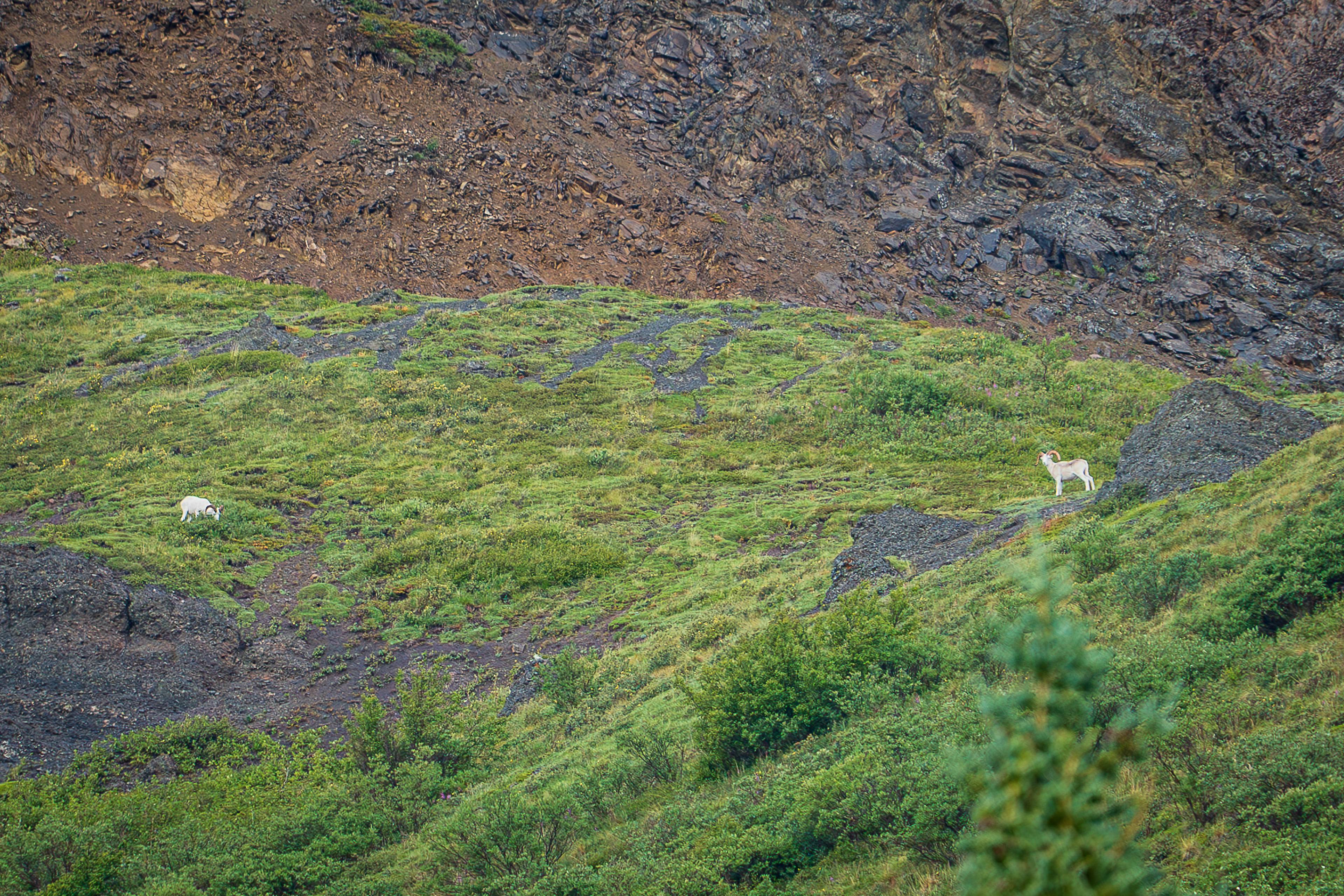 Dall Sheep - Denali National Park