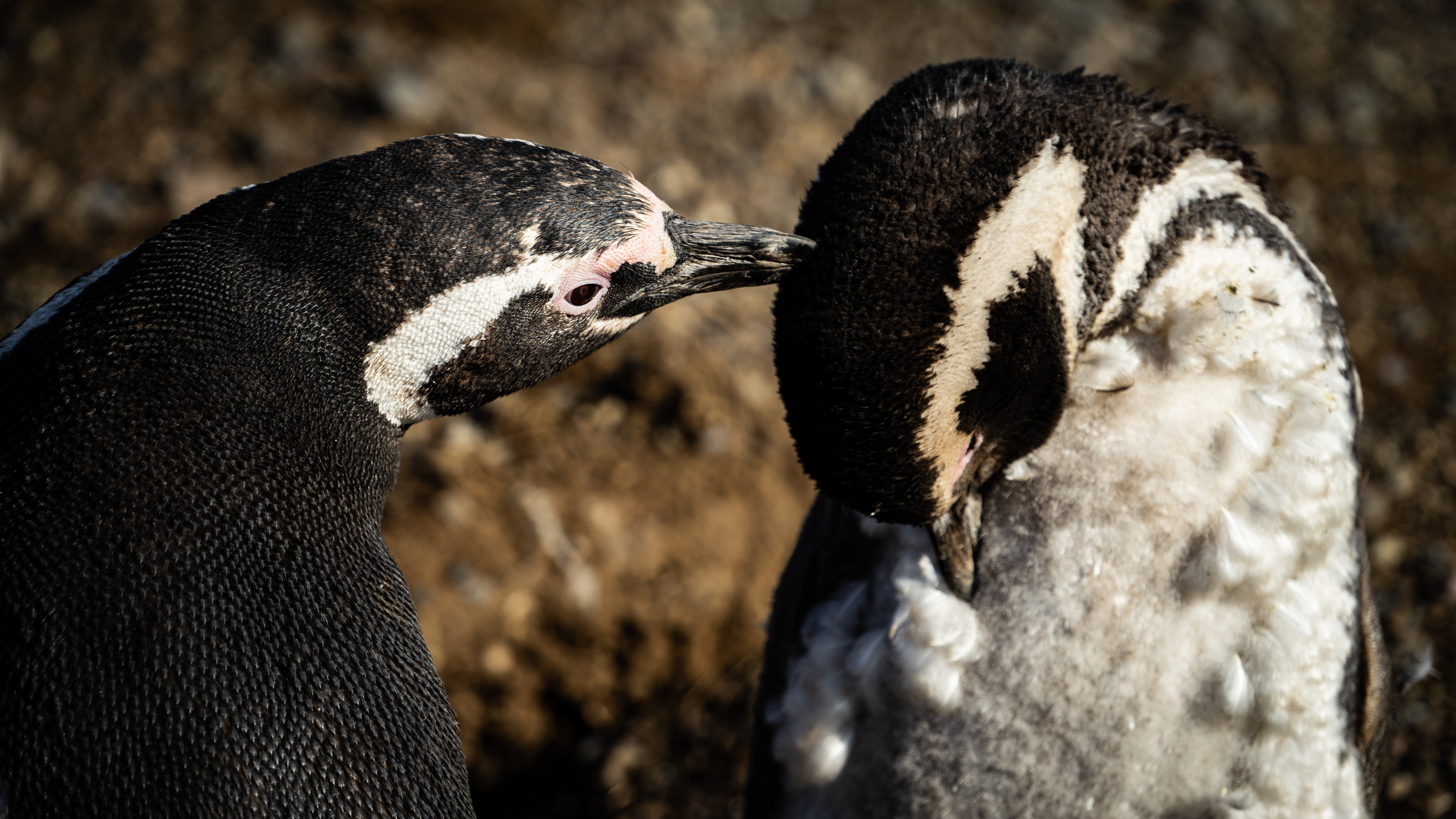 Magellanic Penguins - Magdalena Island