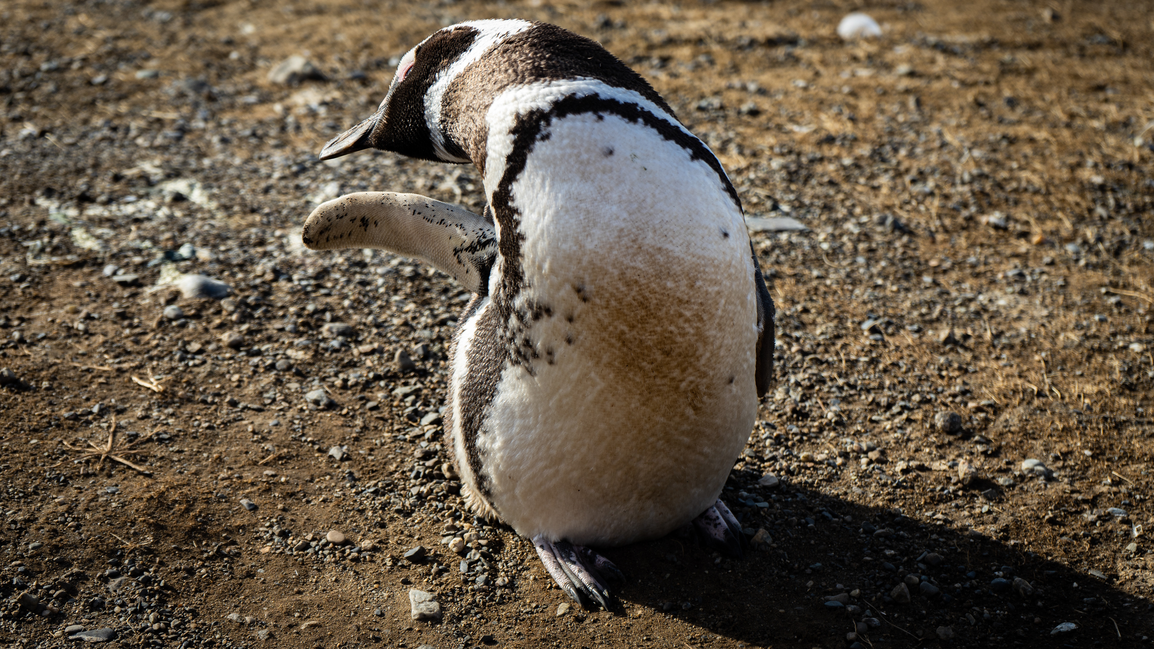 Magellanic Penguin - Magdalena Island