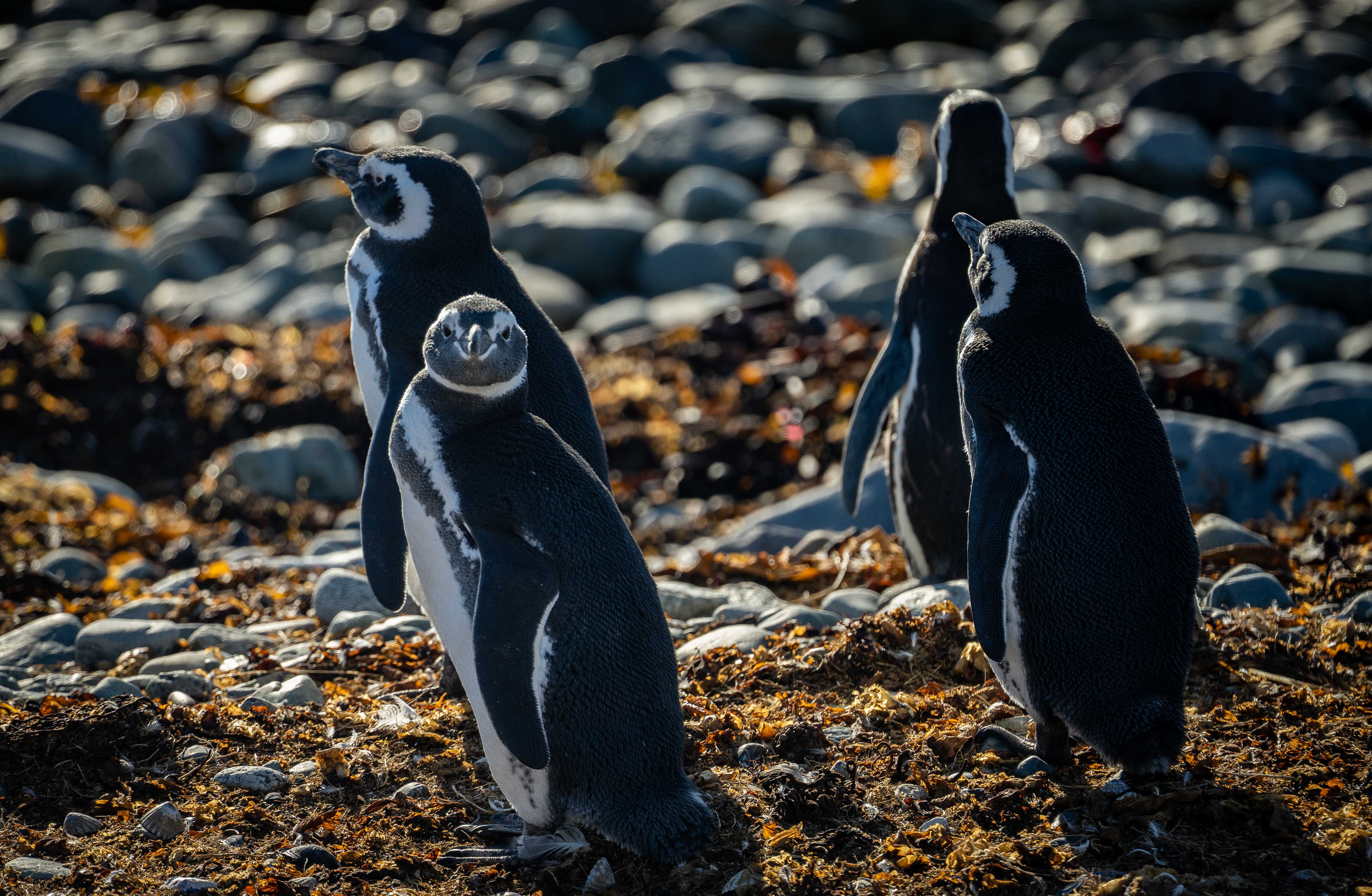Magellanic Penguins - Magdalena Island