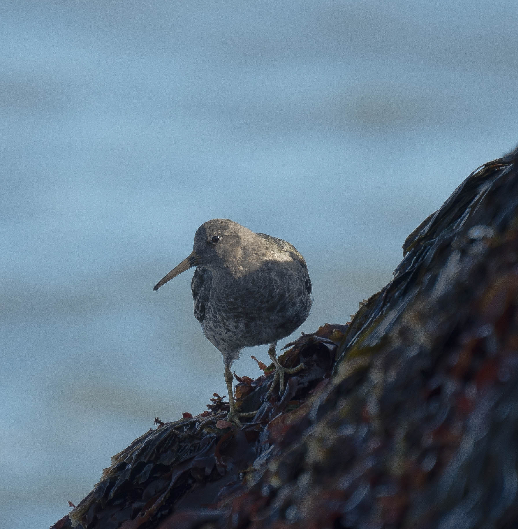 Unidentified - Iceland