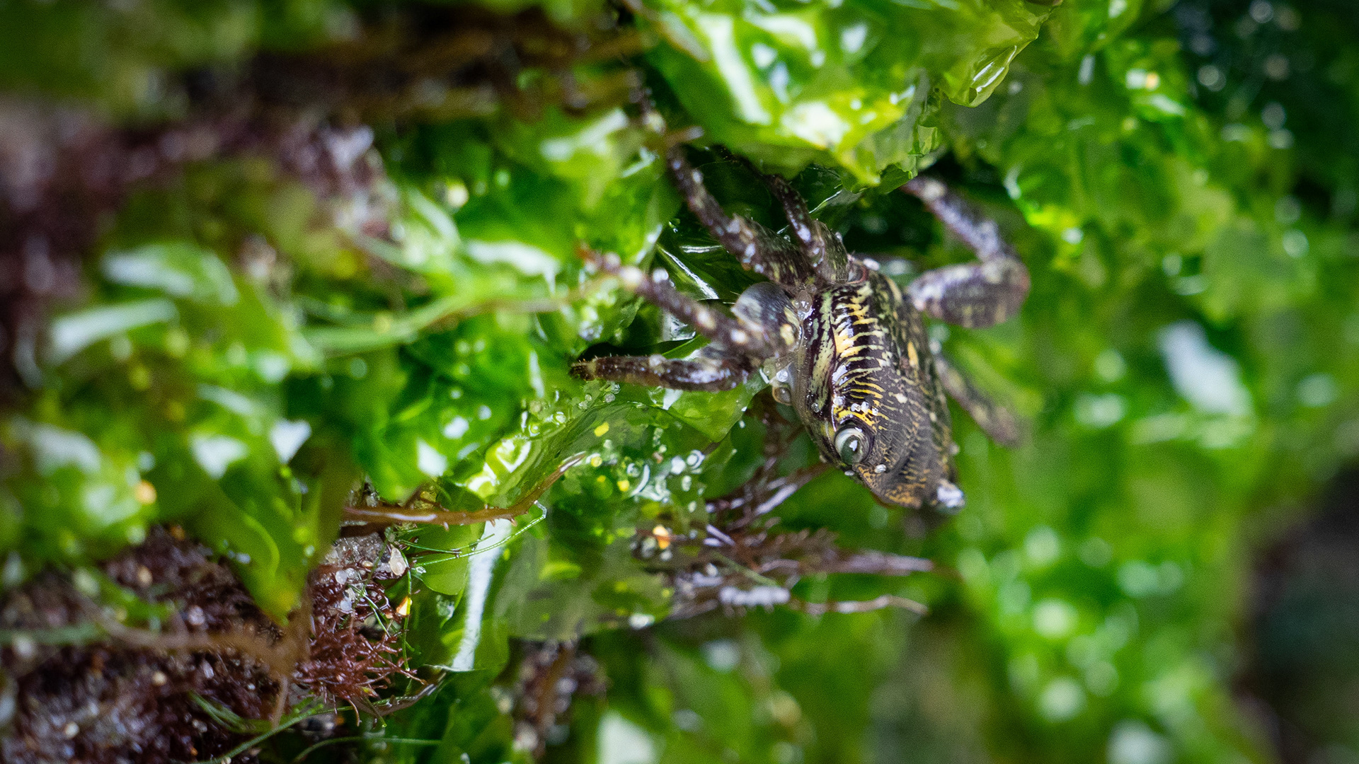 Crab - California Coast