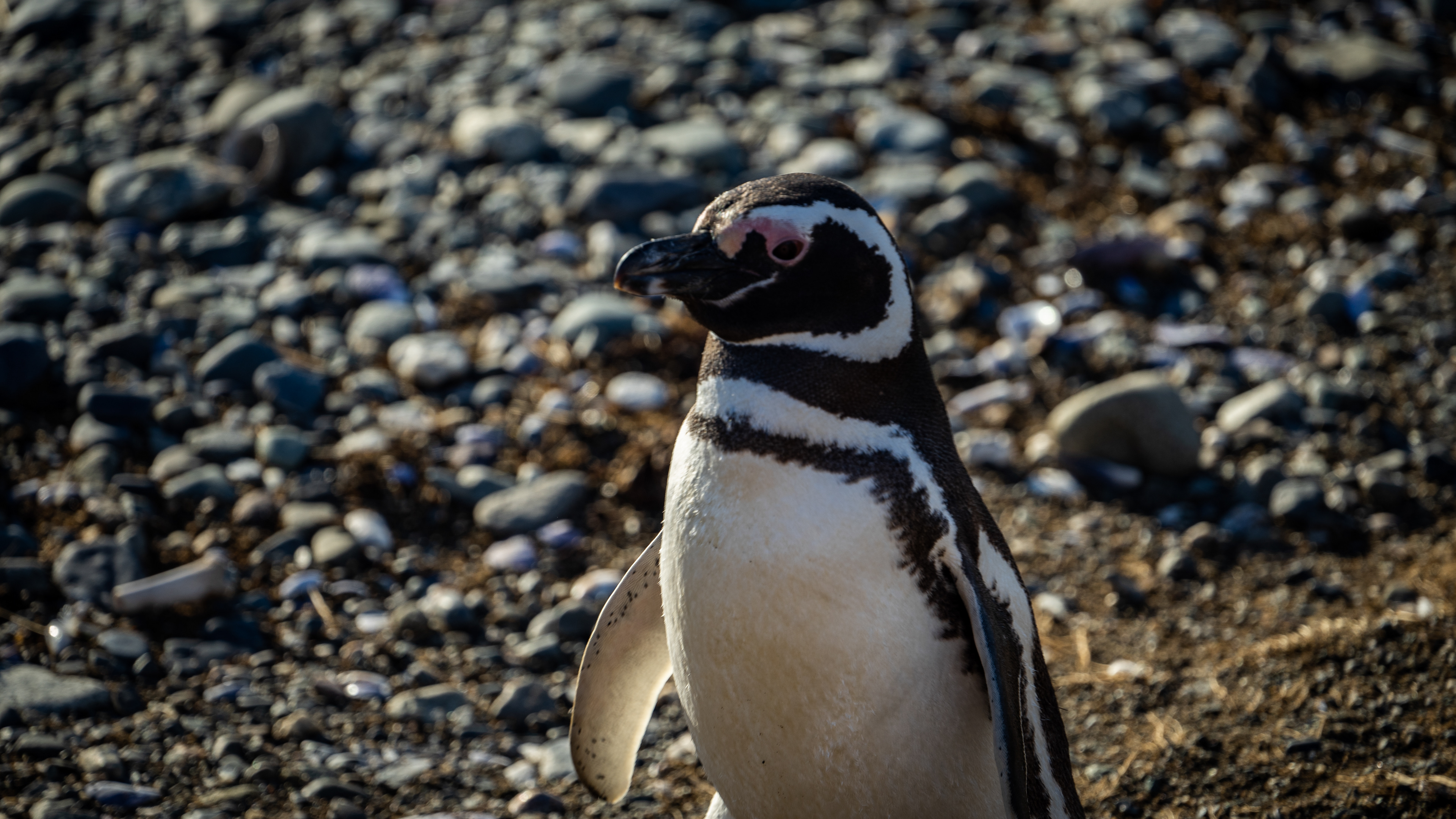 Magellanic Penguins - Magdalena Island