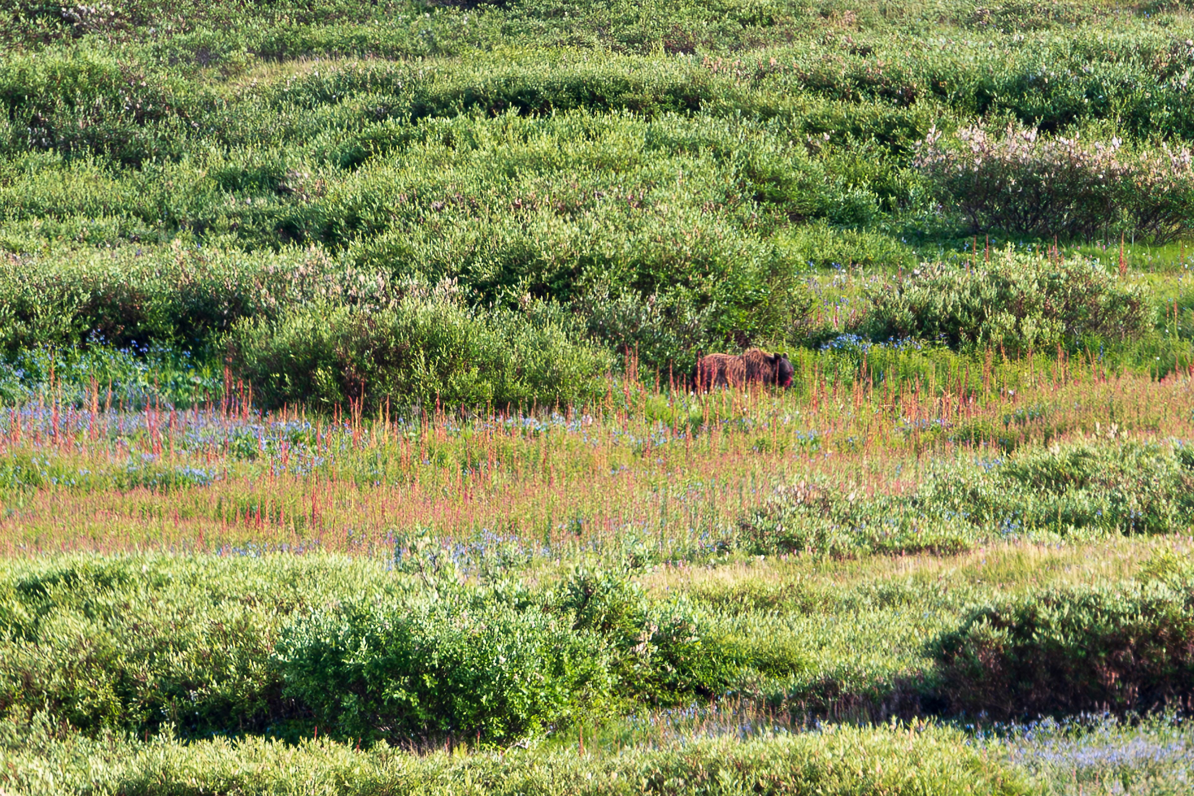 Grizzly Bear - Denali National Park