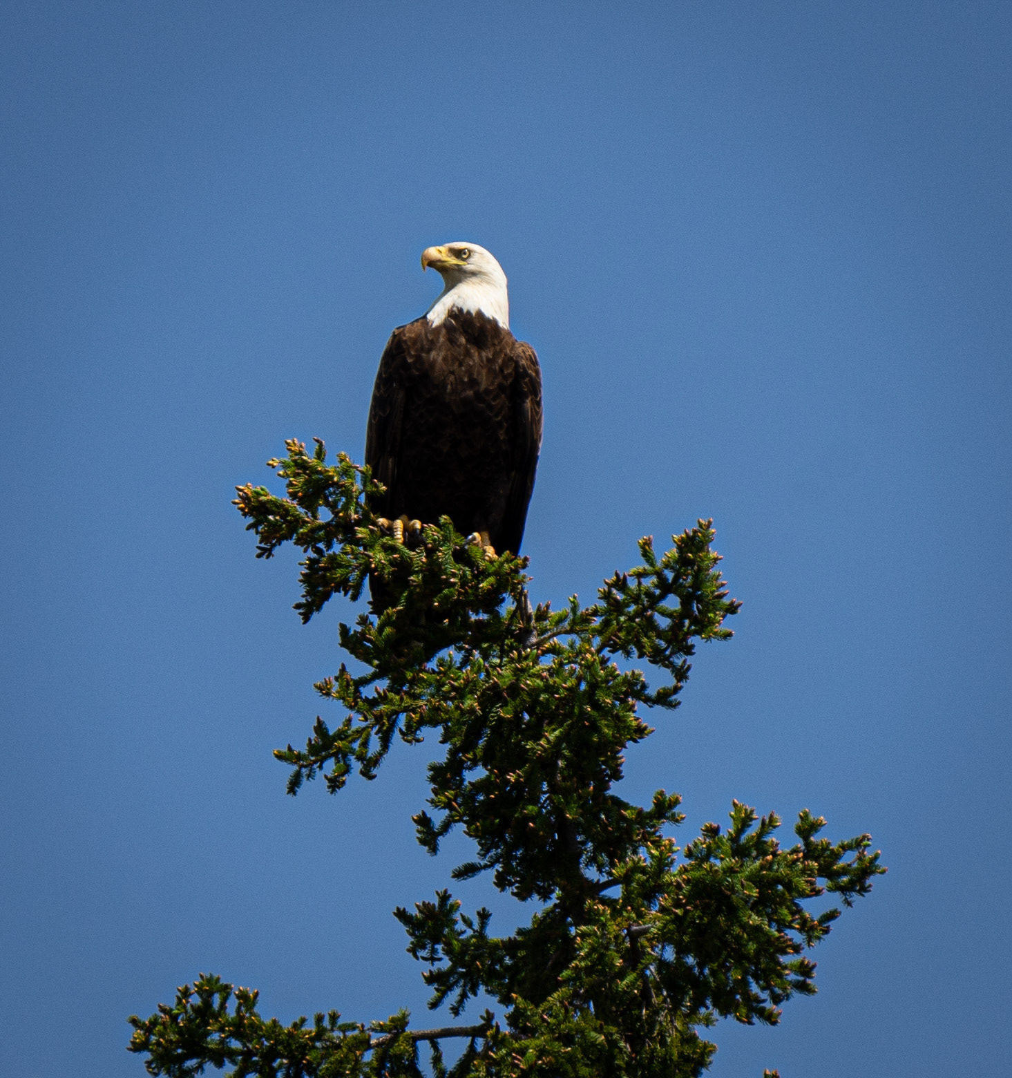 Bald Eagle - Voyageur National Park