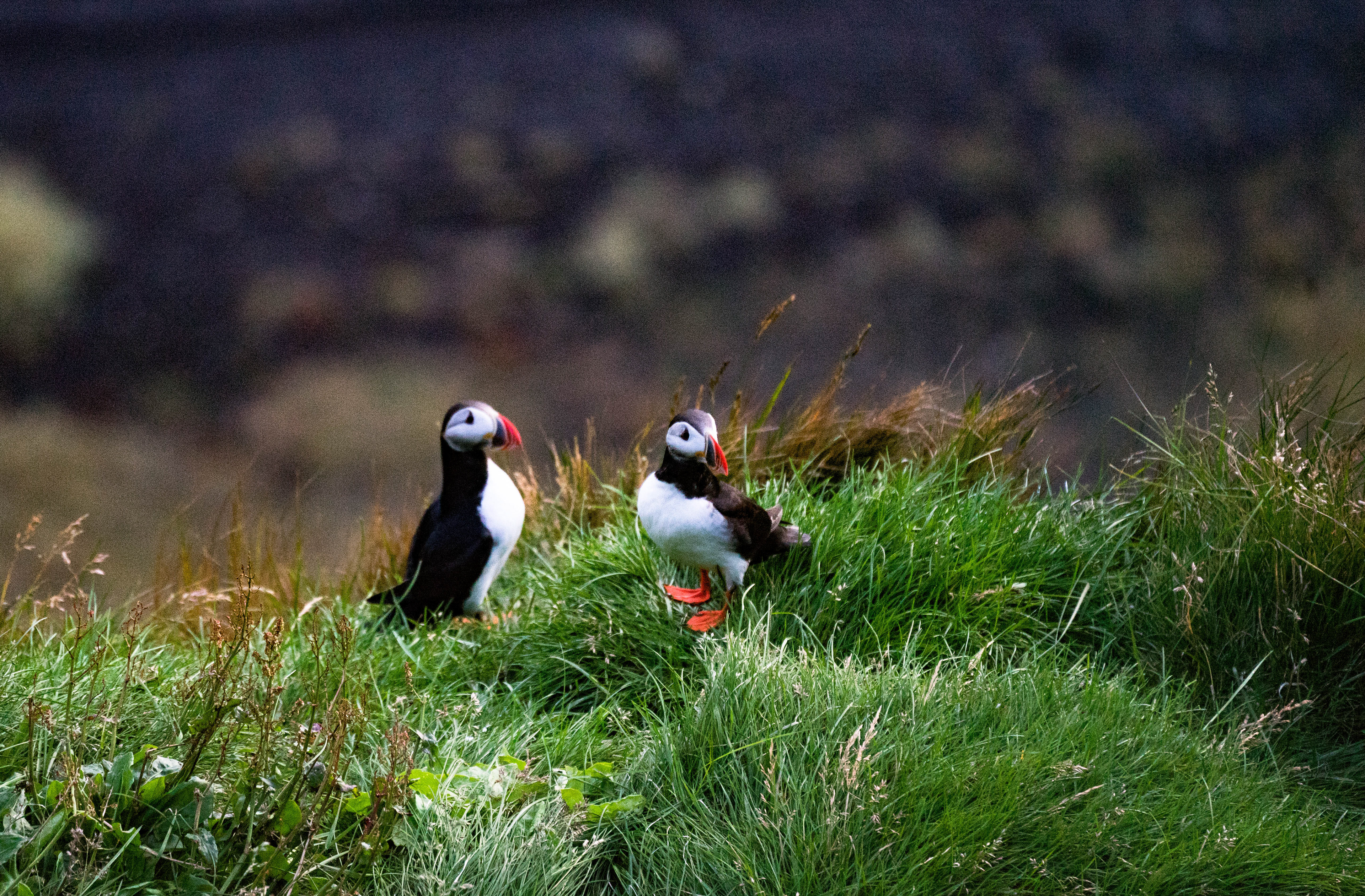 Puffin Pair - Iceland