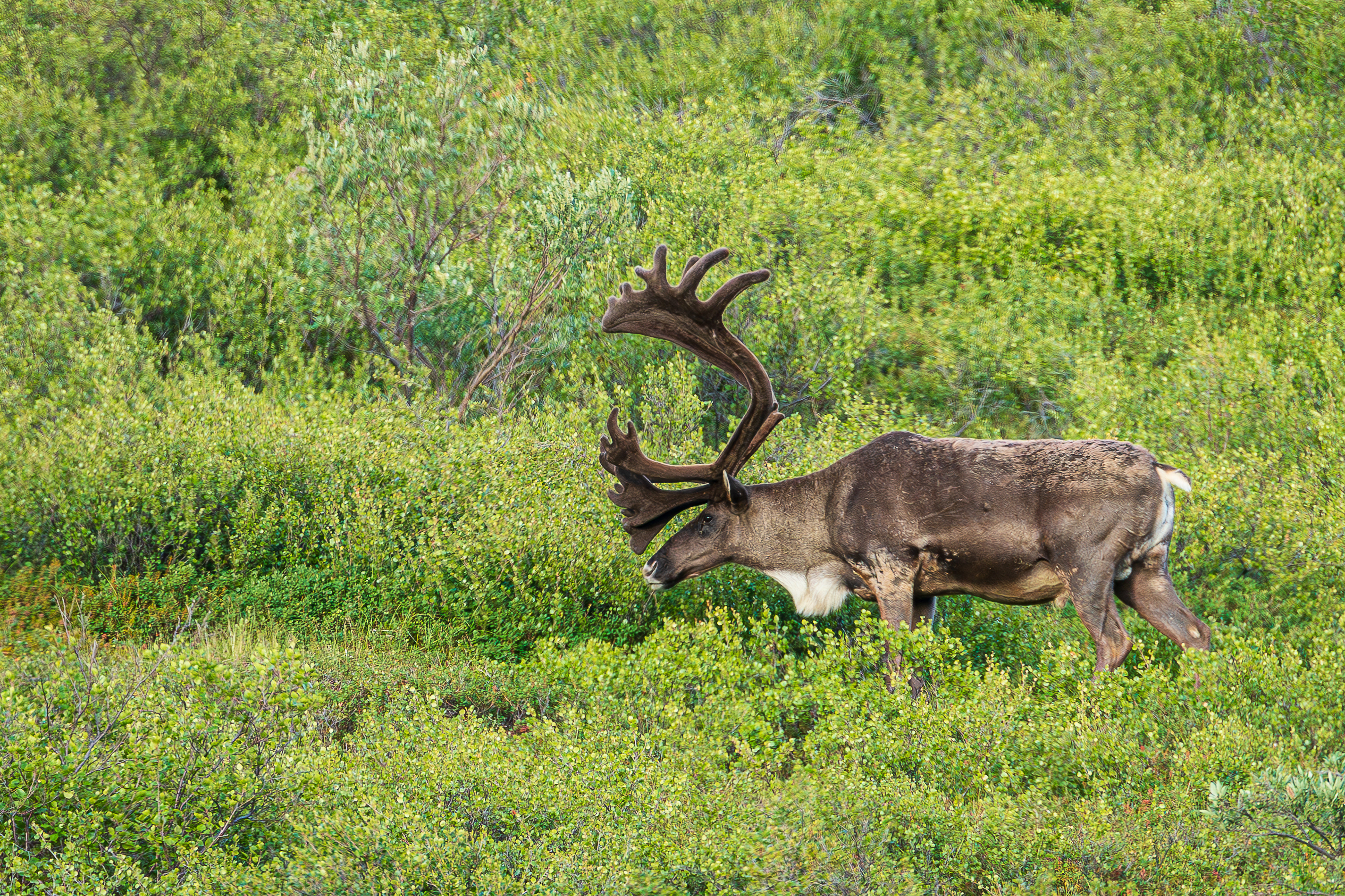 Caribou  - Denali National Park