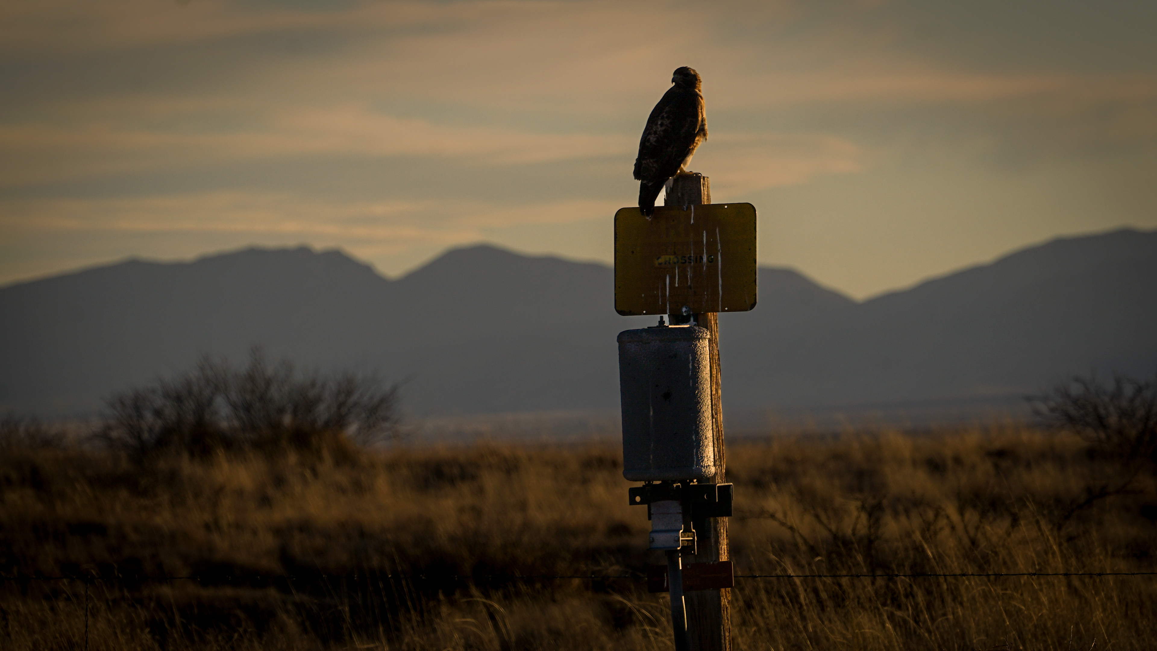 Unknown Raptor - Arizona