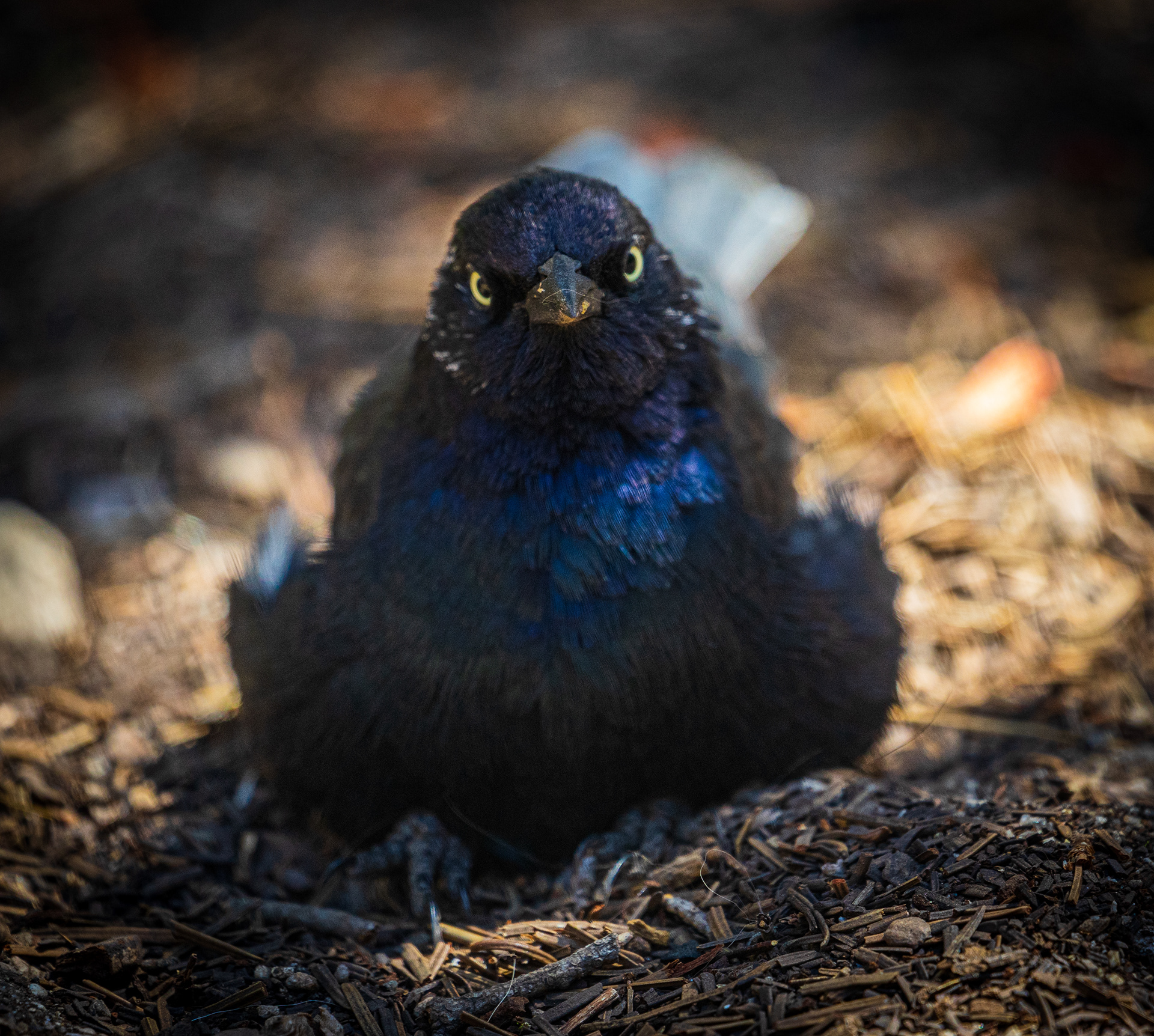 Magpie - Kings Canyon National Park