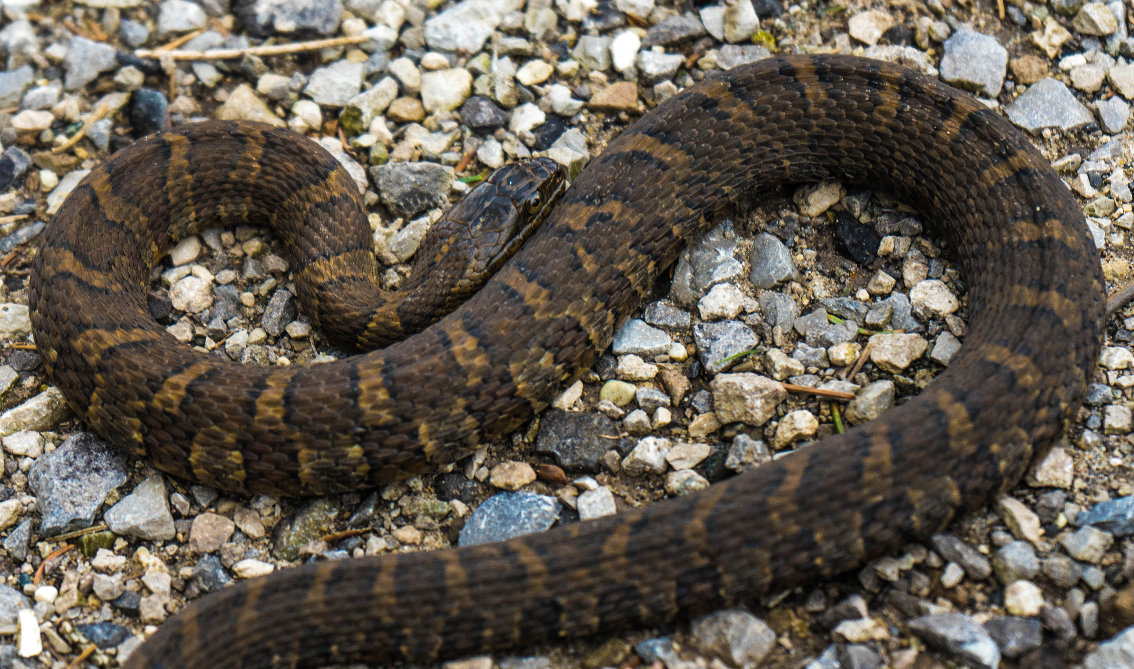 Water snake - Wilderness State Park