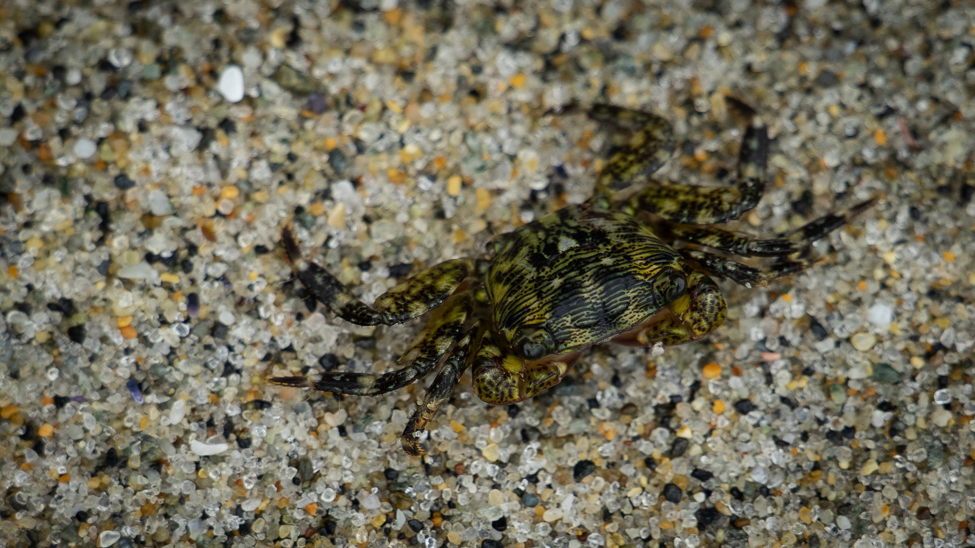 Crab - California Coast