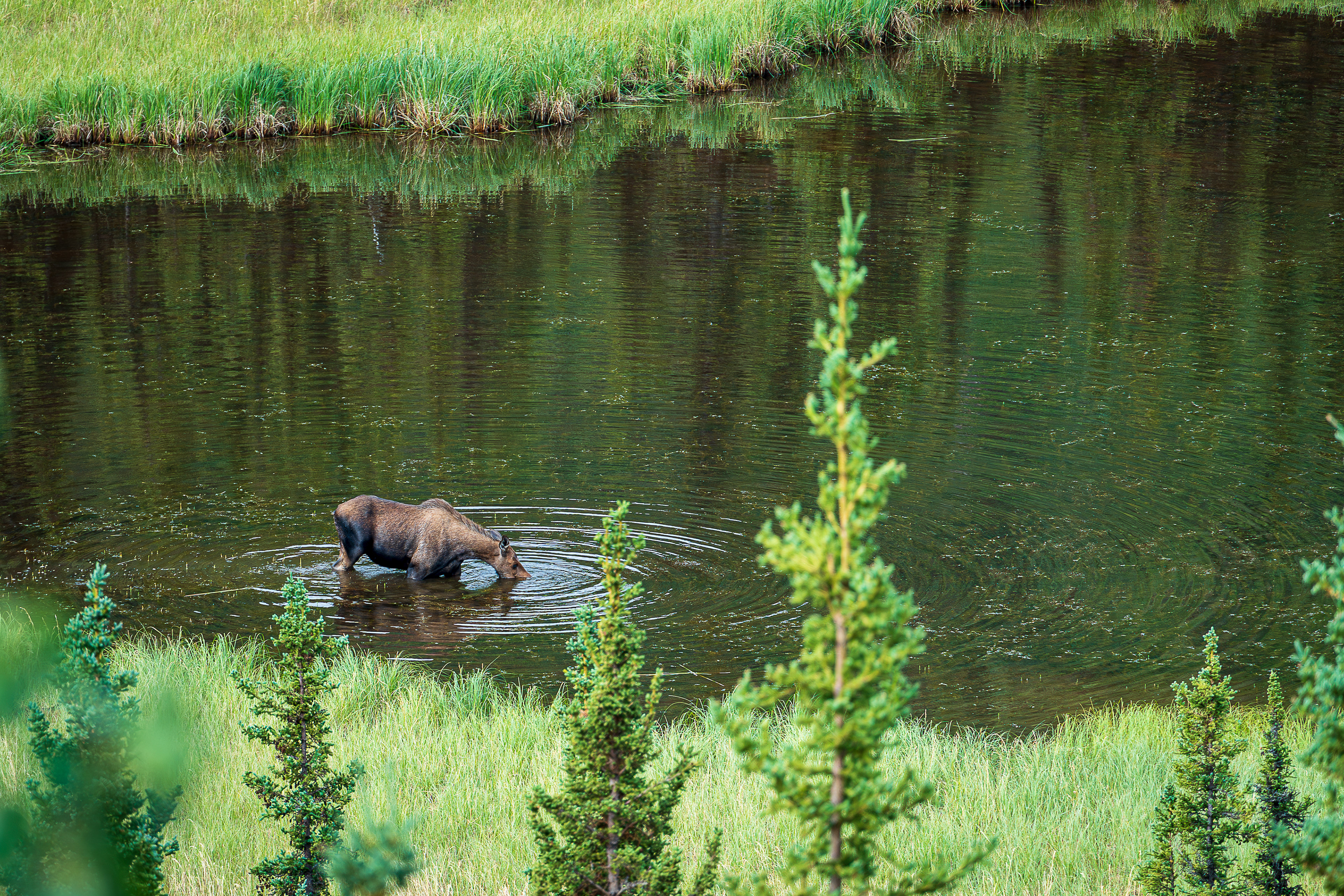 Moose Eatting - Denali National Park