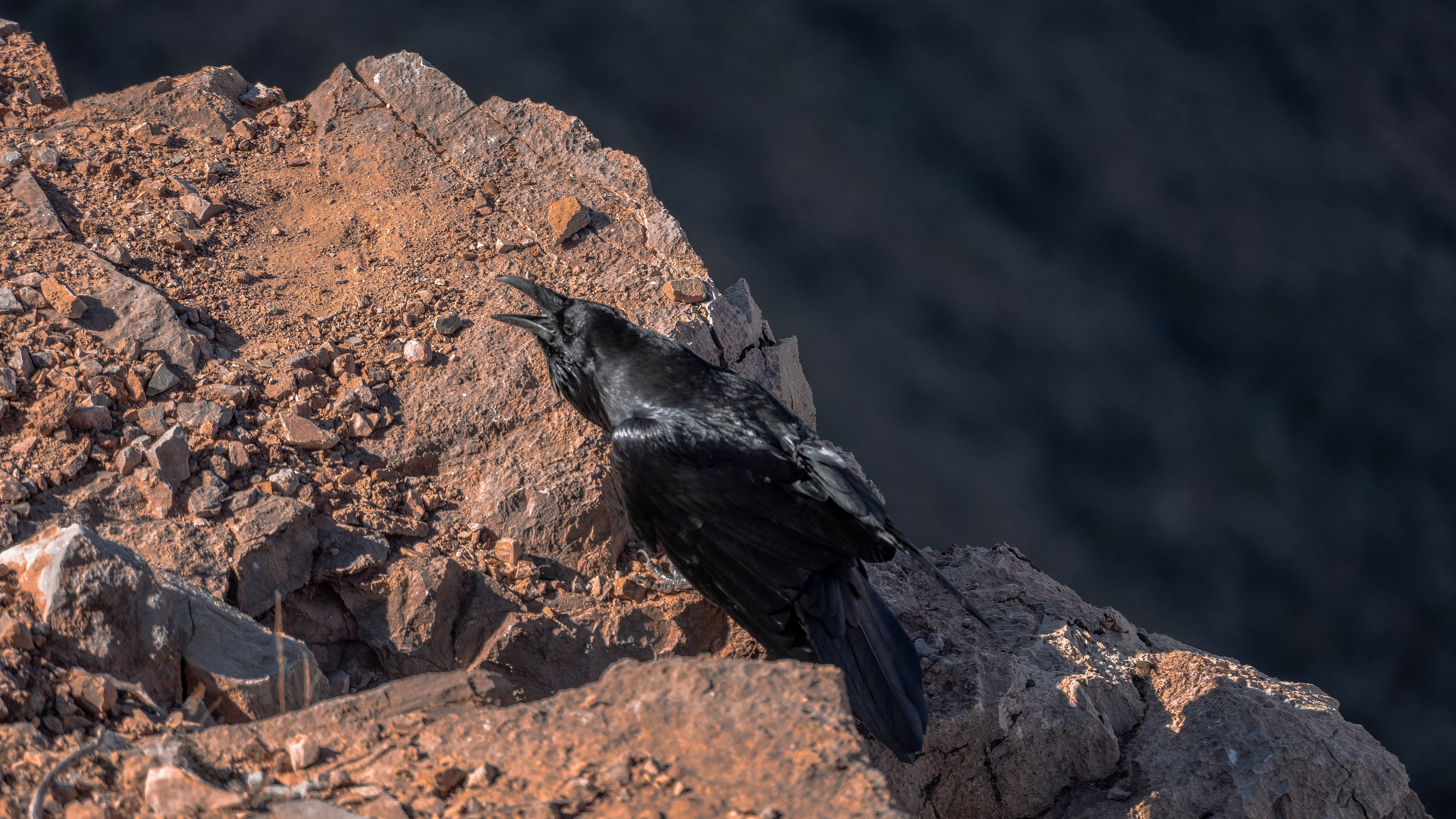 Crow - Grand Canyon National Park