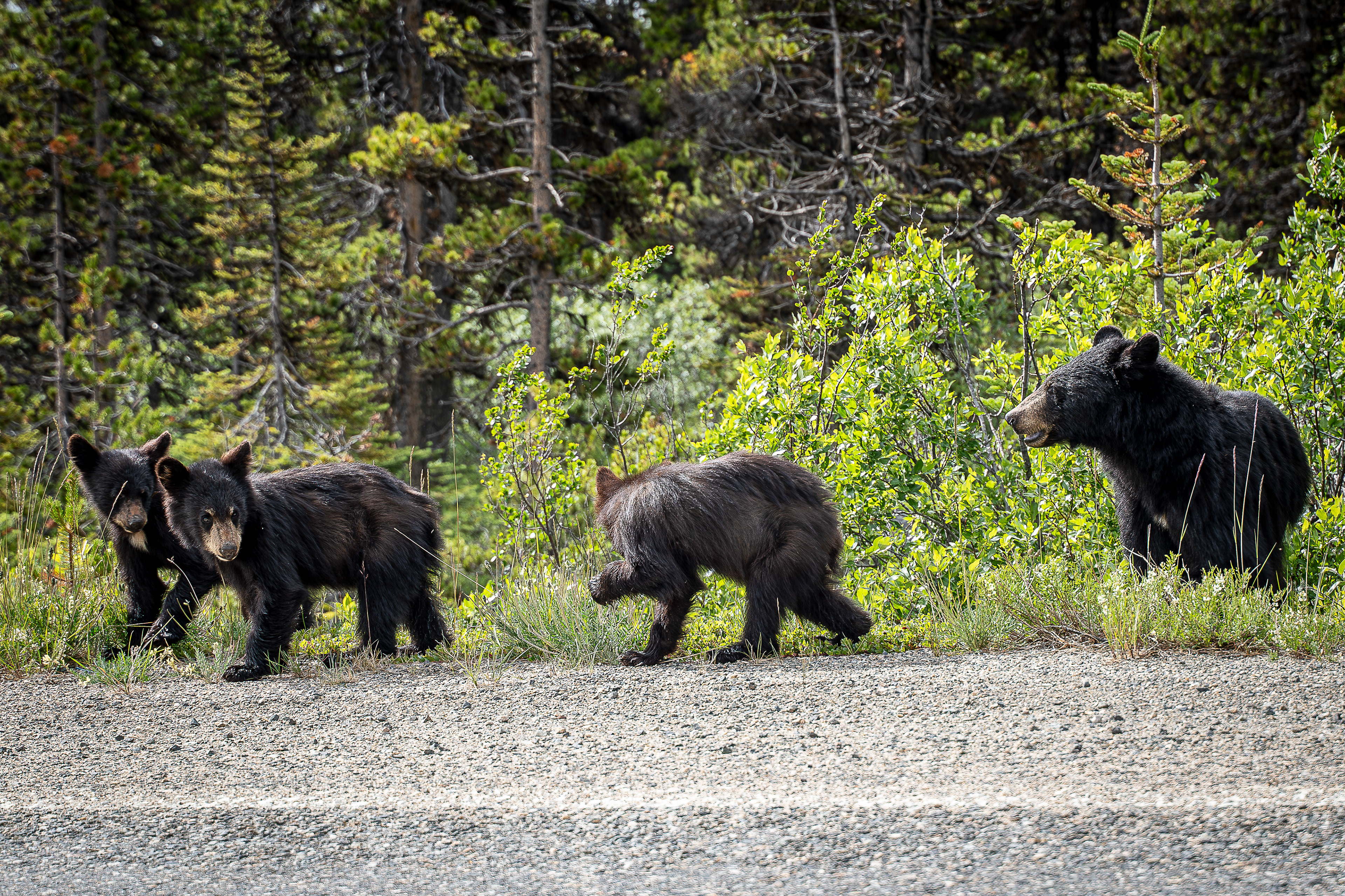 Black Bear Cubs - Yukon, CA