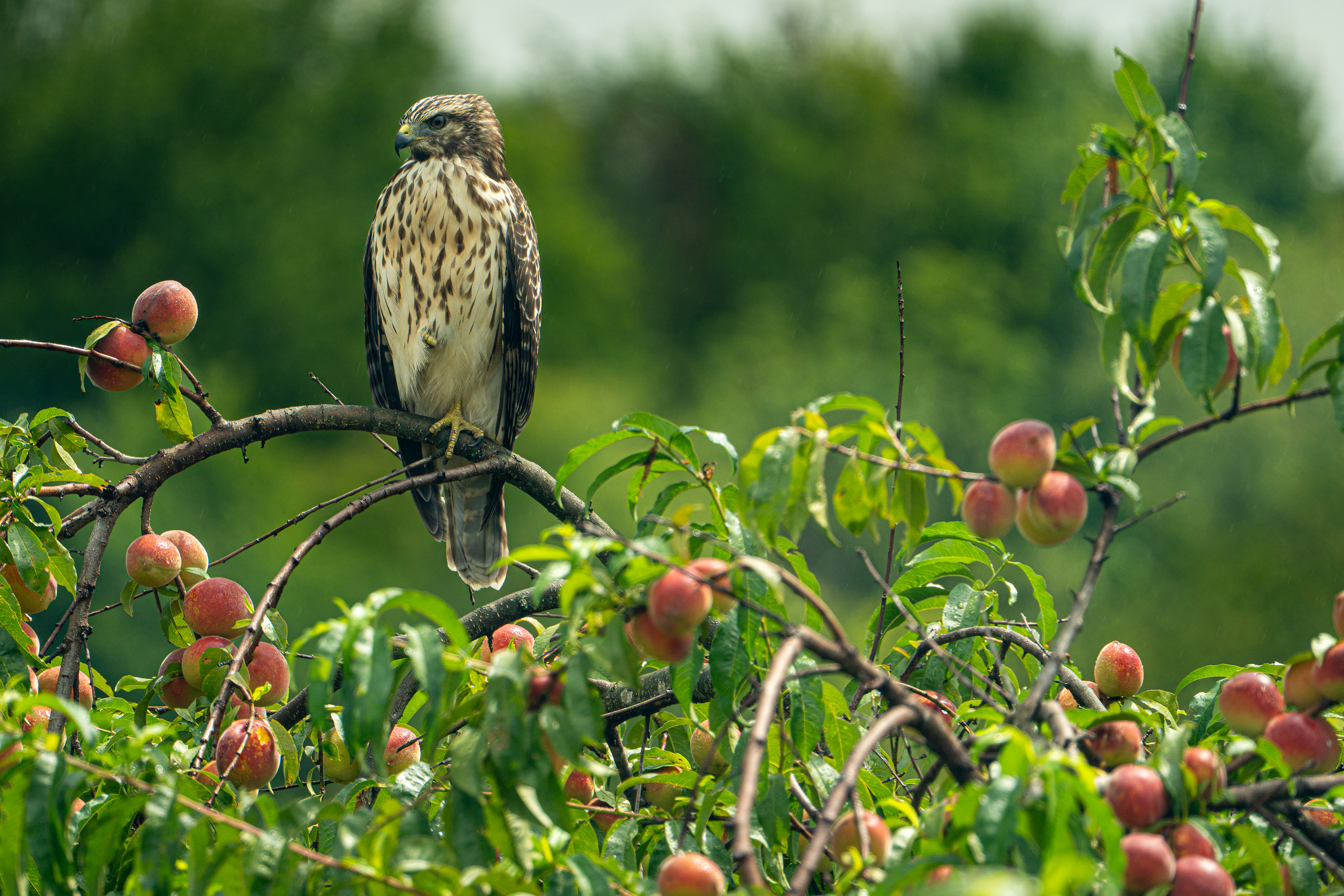 Red-shouldered hawk - Peach Ridge