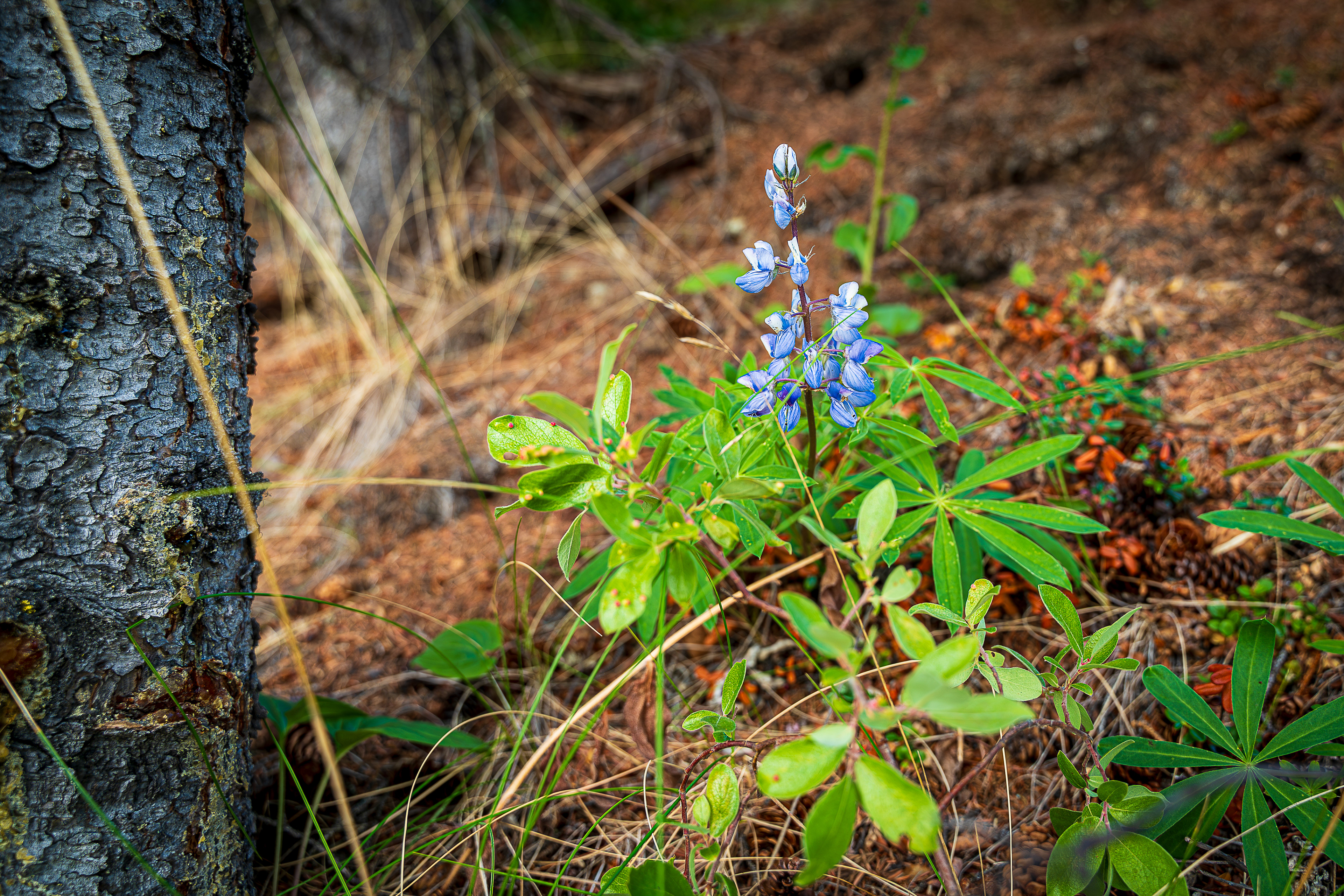 Lone Lupin - Triple Lakes Trail - Denali National Park