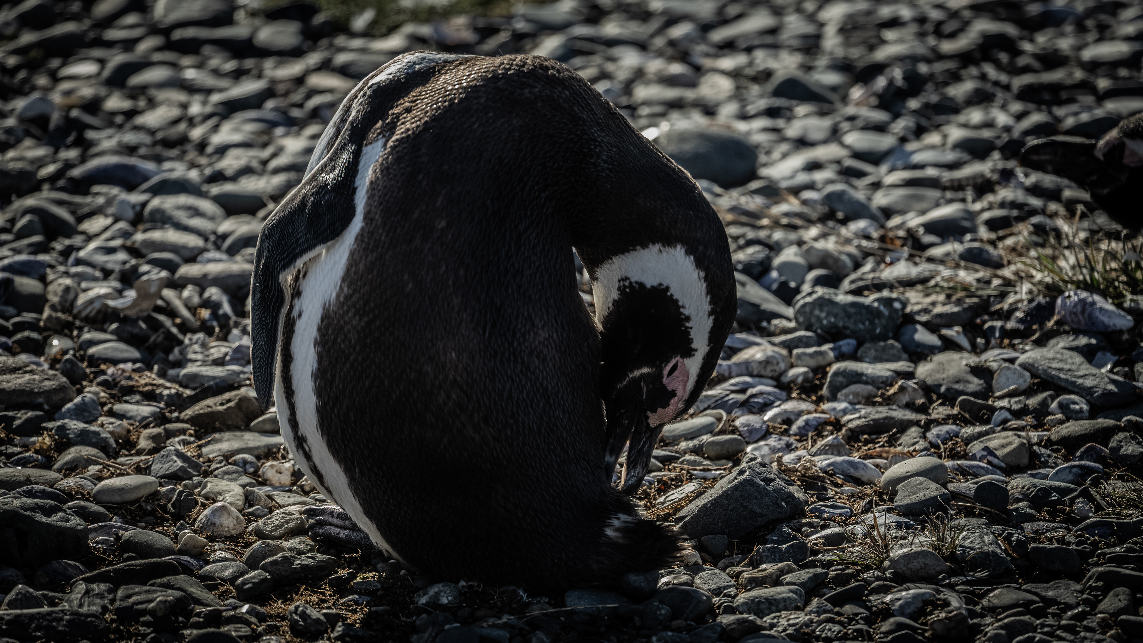 Magellanic Penguins - Magdalena Island