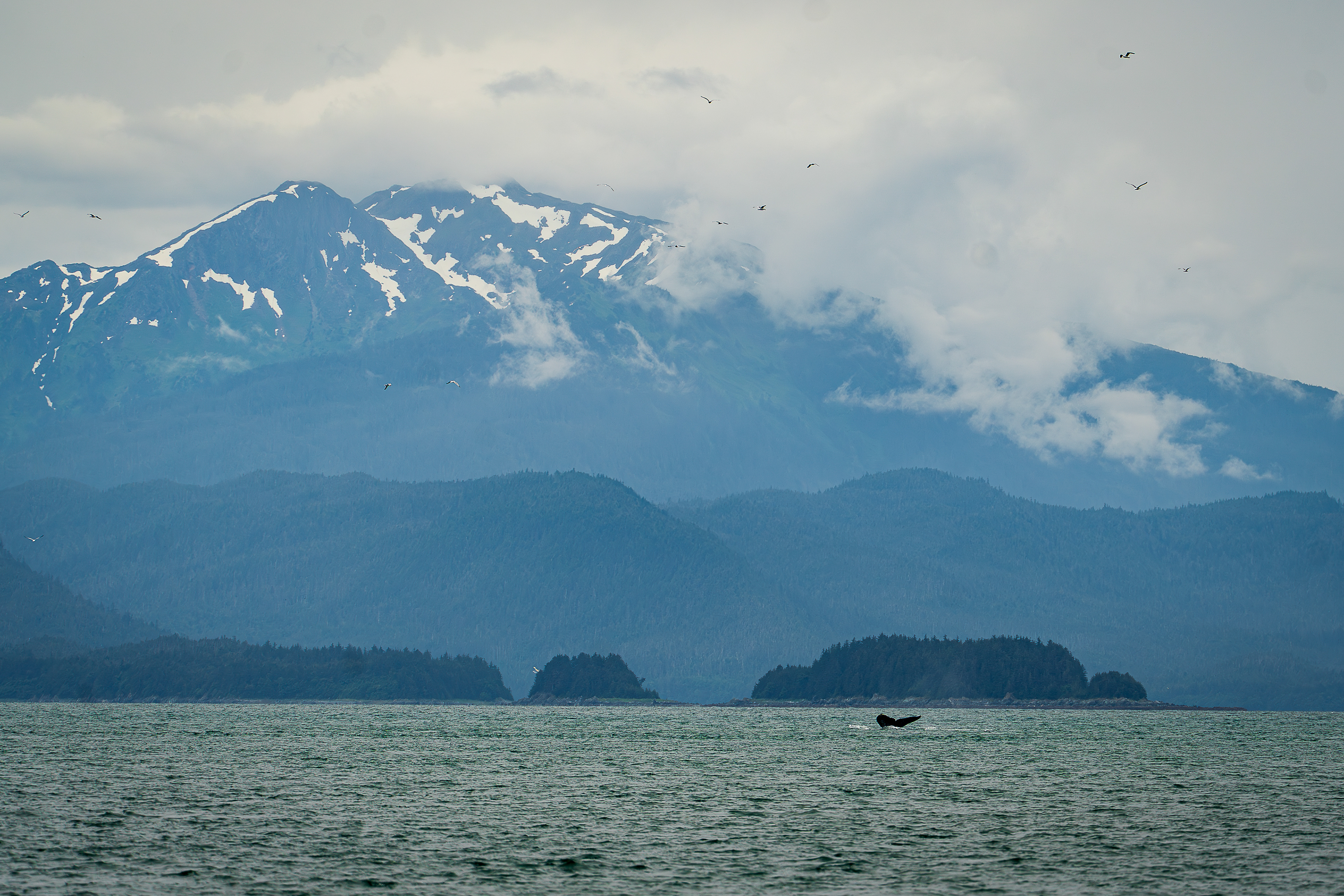 Whale in the Favorite Channel of Lynn Canal