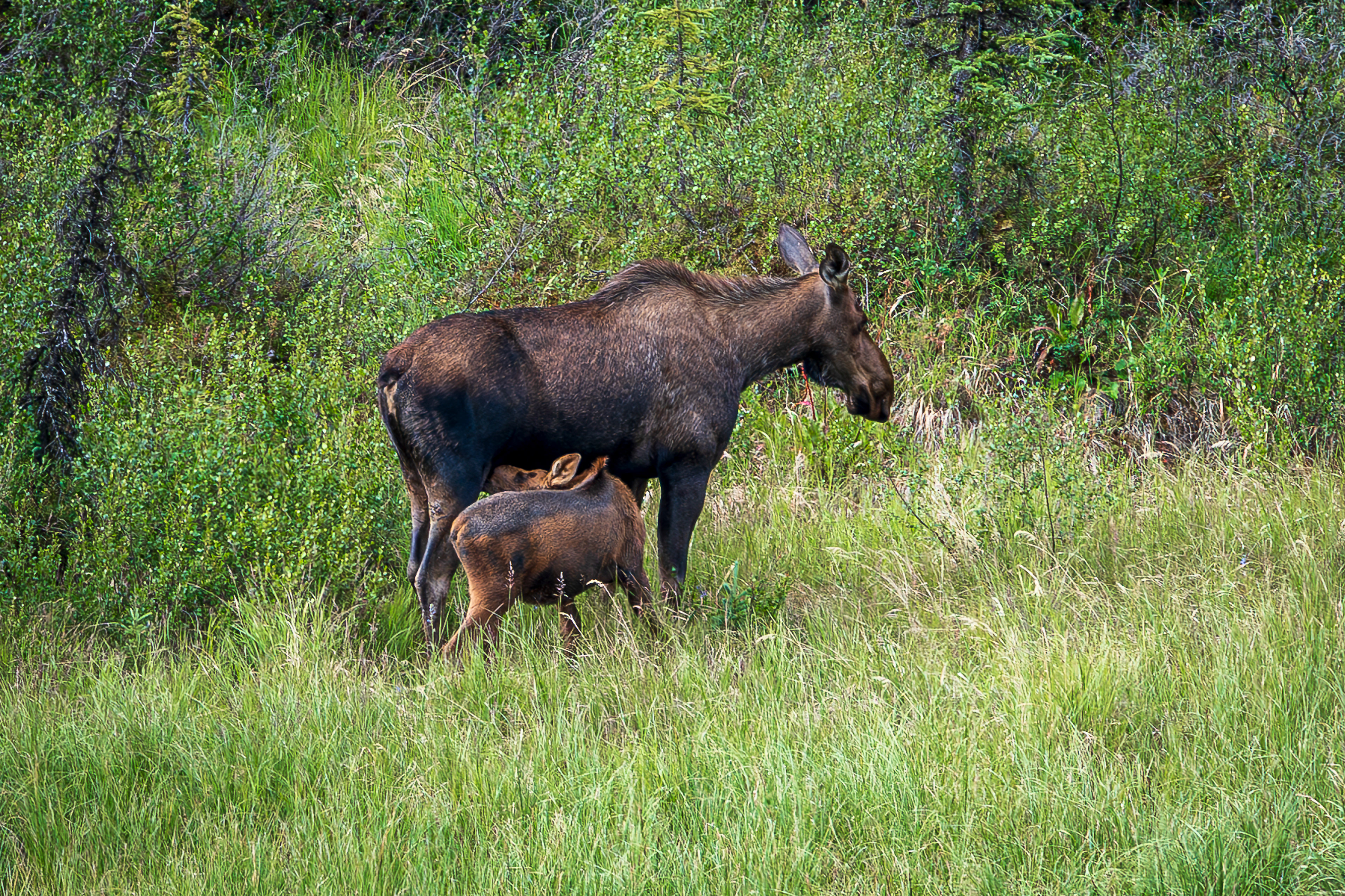 Moose Nursing - Denali National Park
