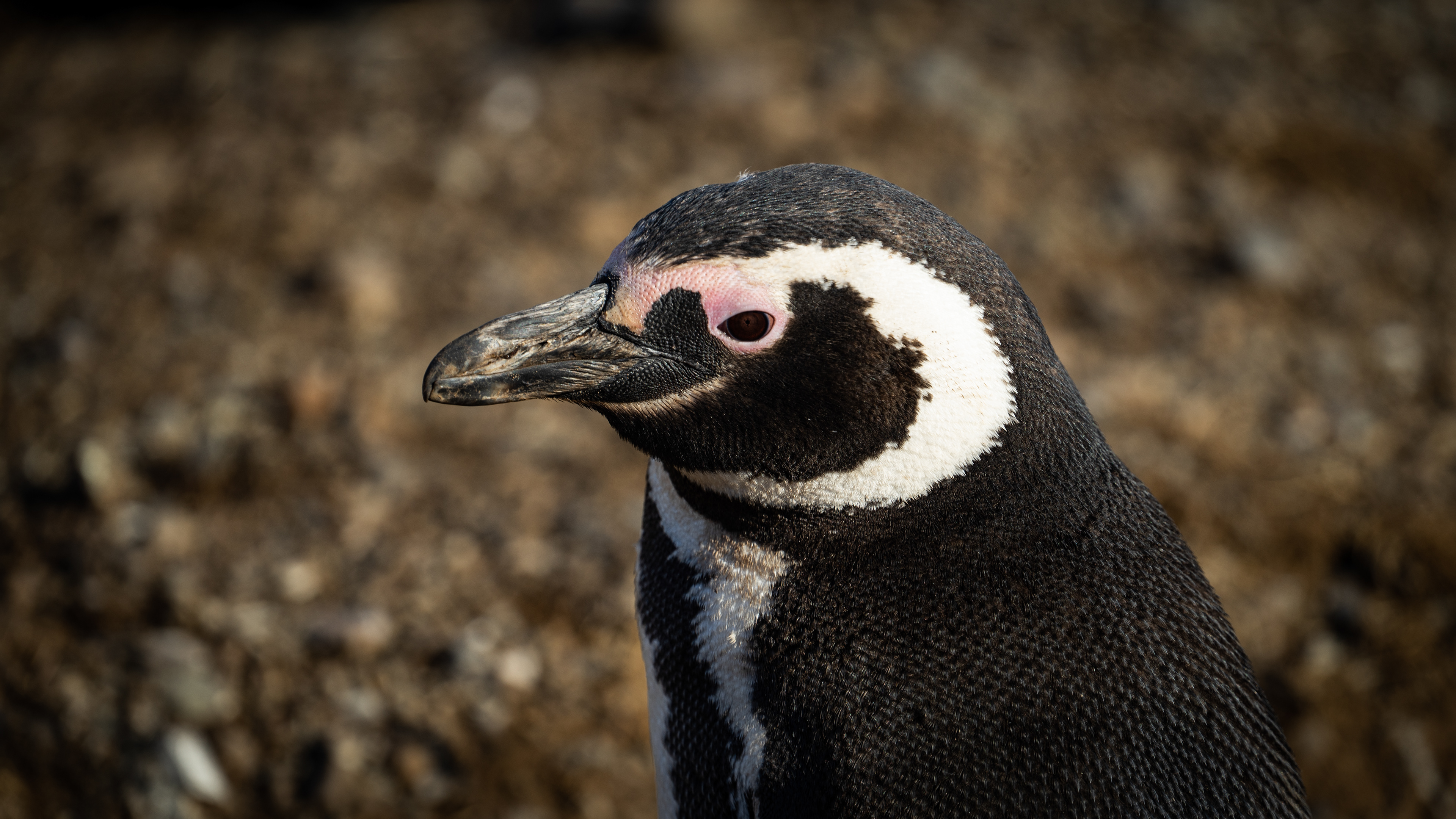 Magellanic Penguins - Magdalena Island