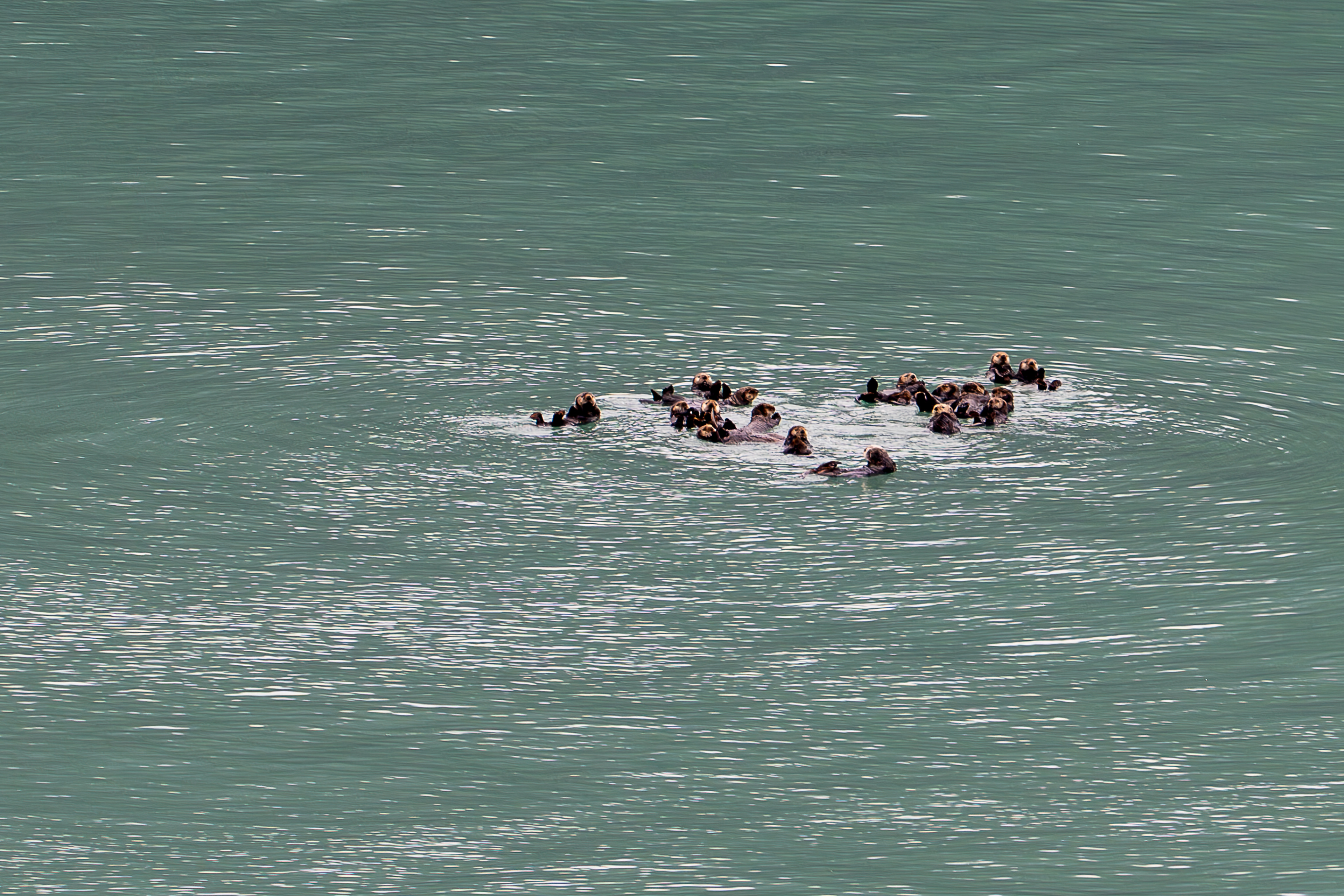 Sea Otters - Glacier Bay National Park