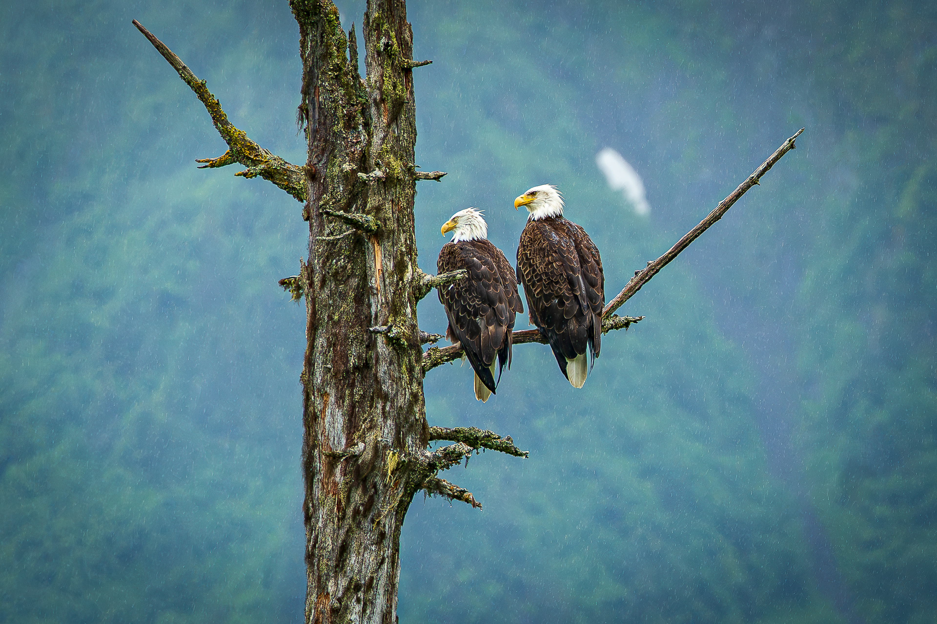 Pair of Eagle - Caines Head State Recreation Area