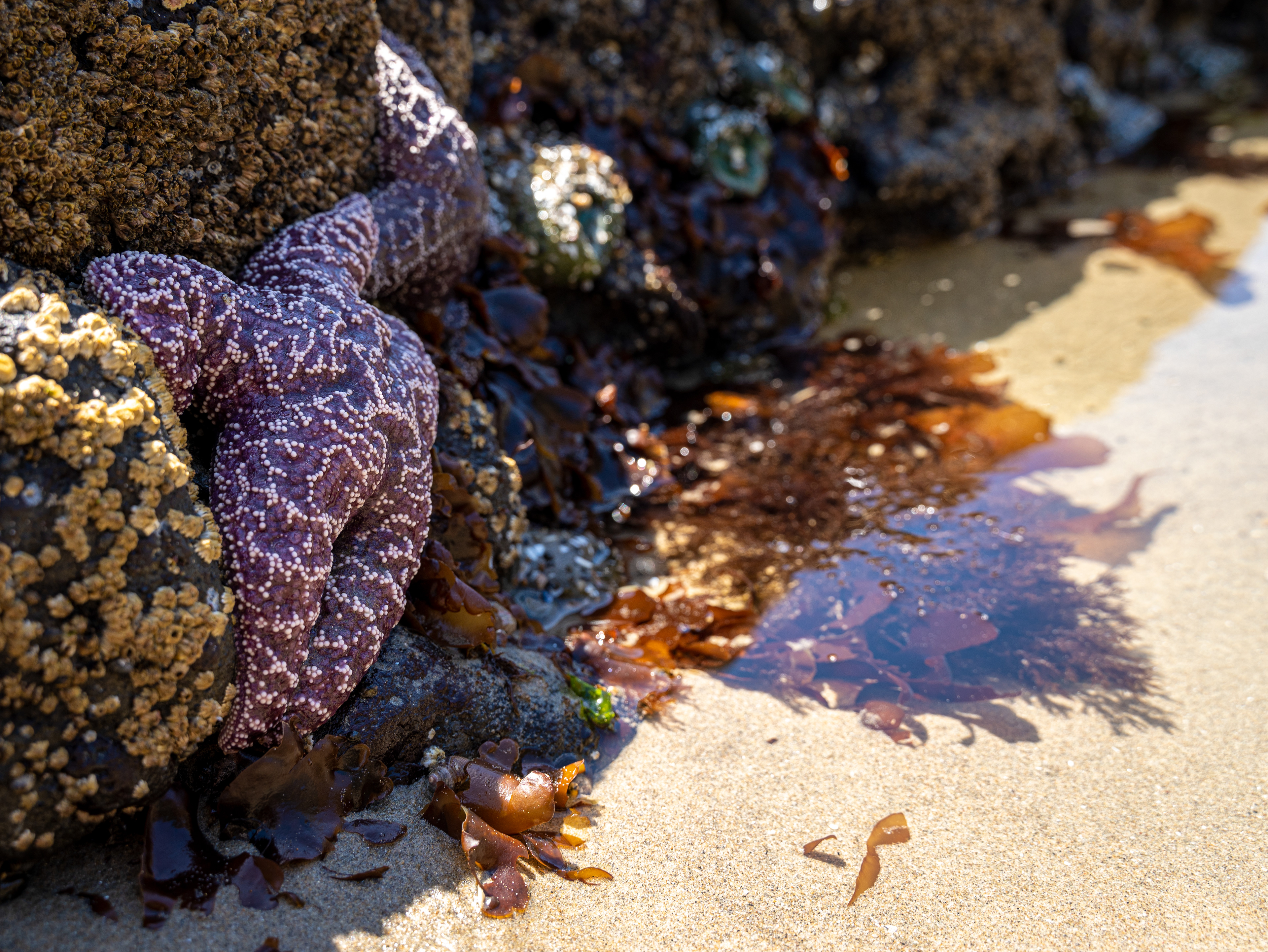 Starfish - Oregon Coast