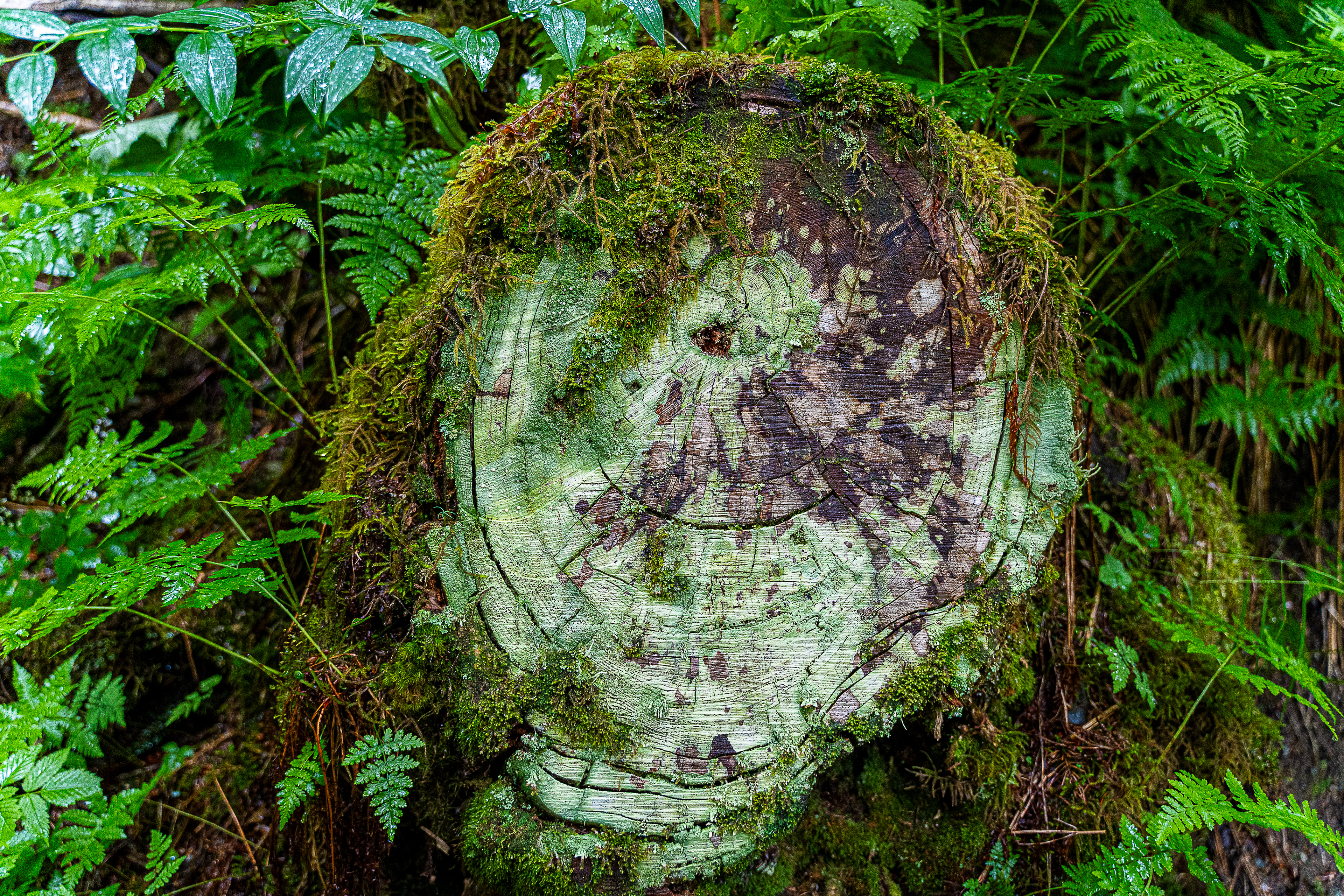 Mossy Stump Pair of Eagle - Caines Head State Recreation Area