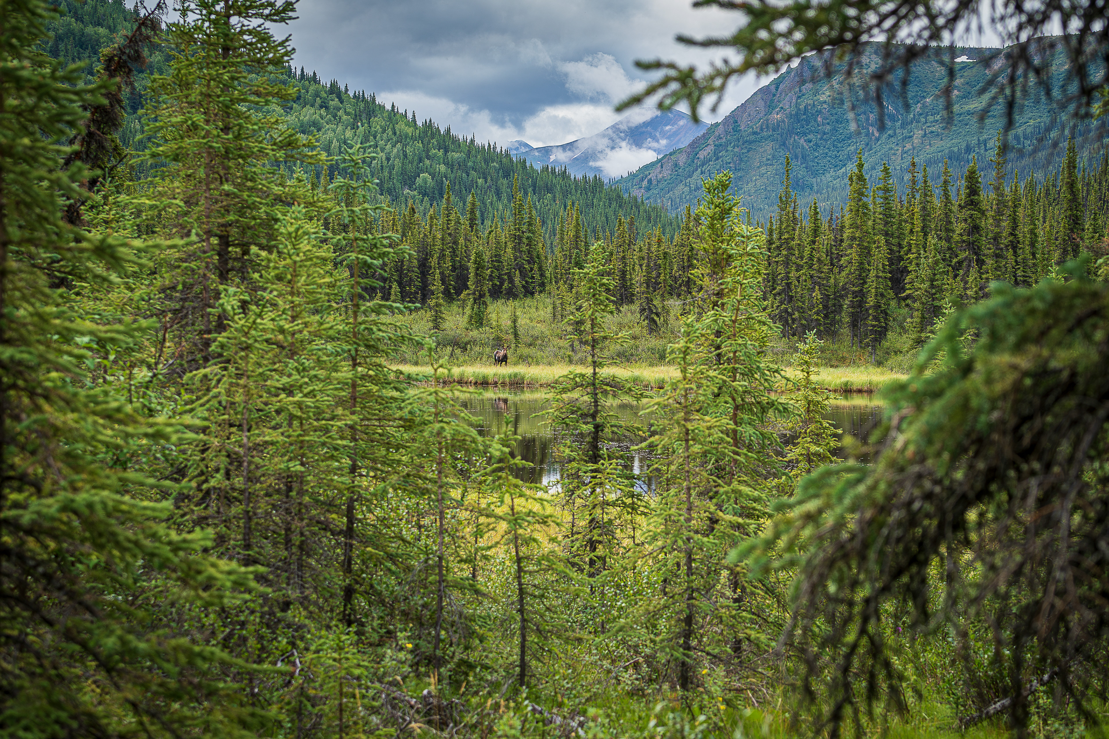 Moose Triple Lakes Trail - Denali National Park