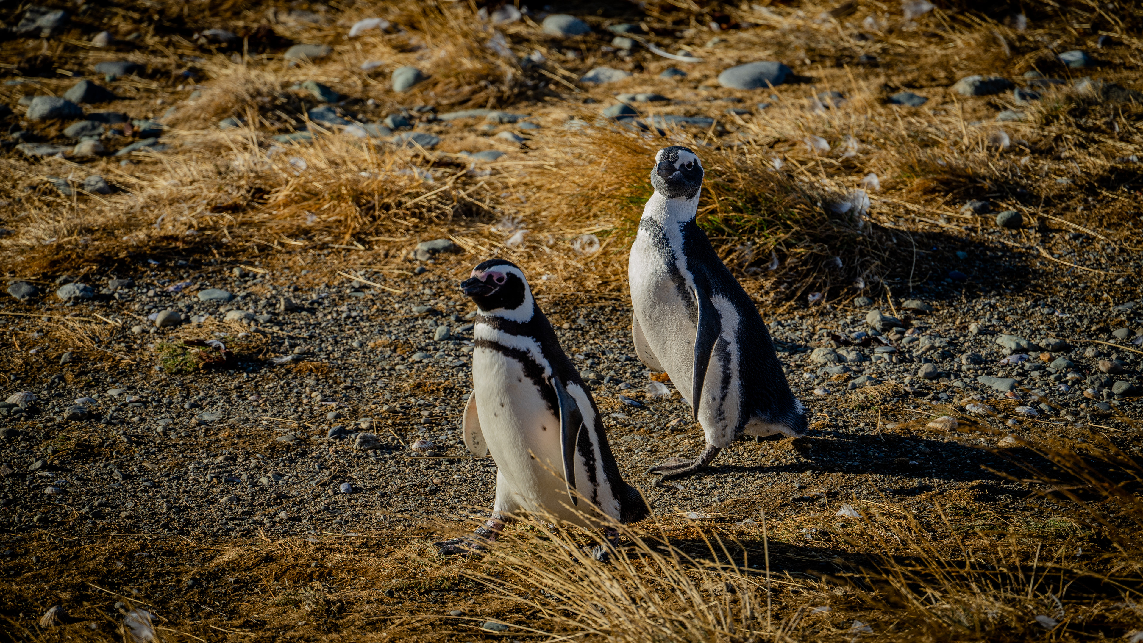 Magellanic Penguins - Magdalena Island