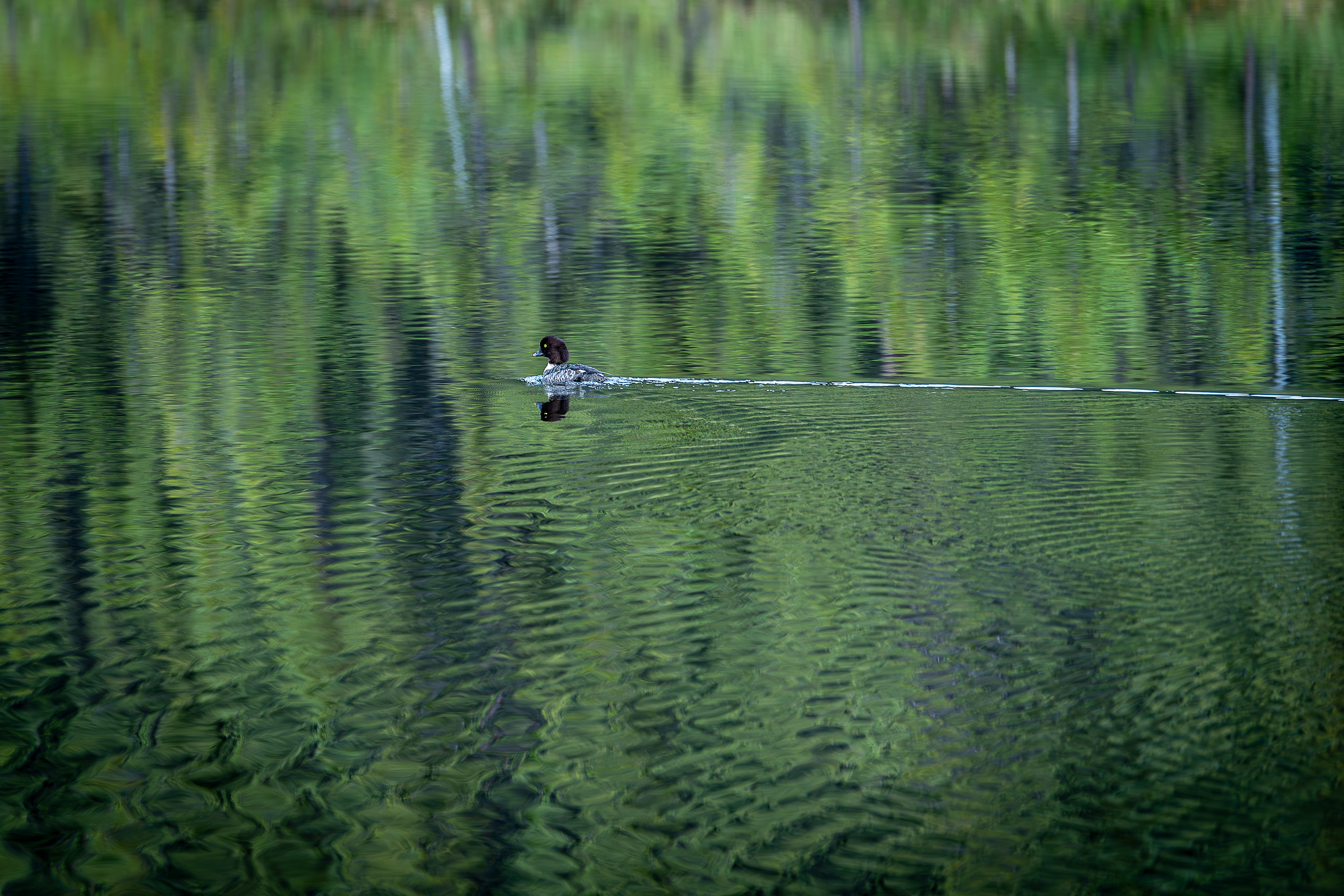 Female Burrow's Goldeneye Duck - Denali National Park