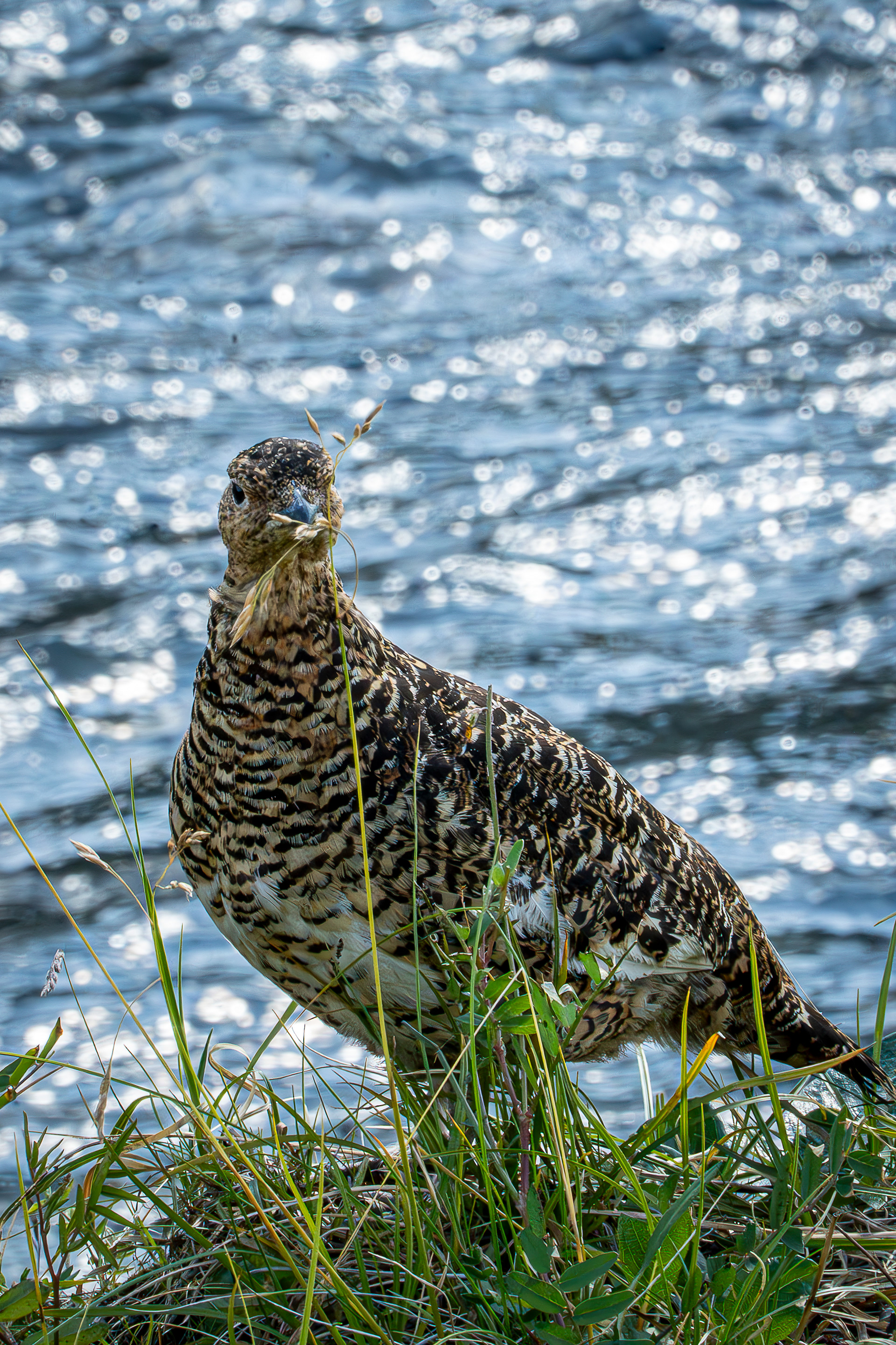 Summer Female Rock Ptarmigan - Denali National Park