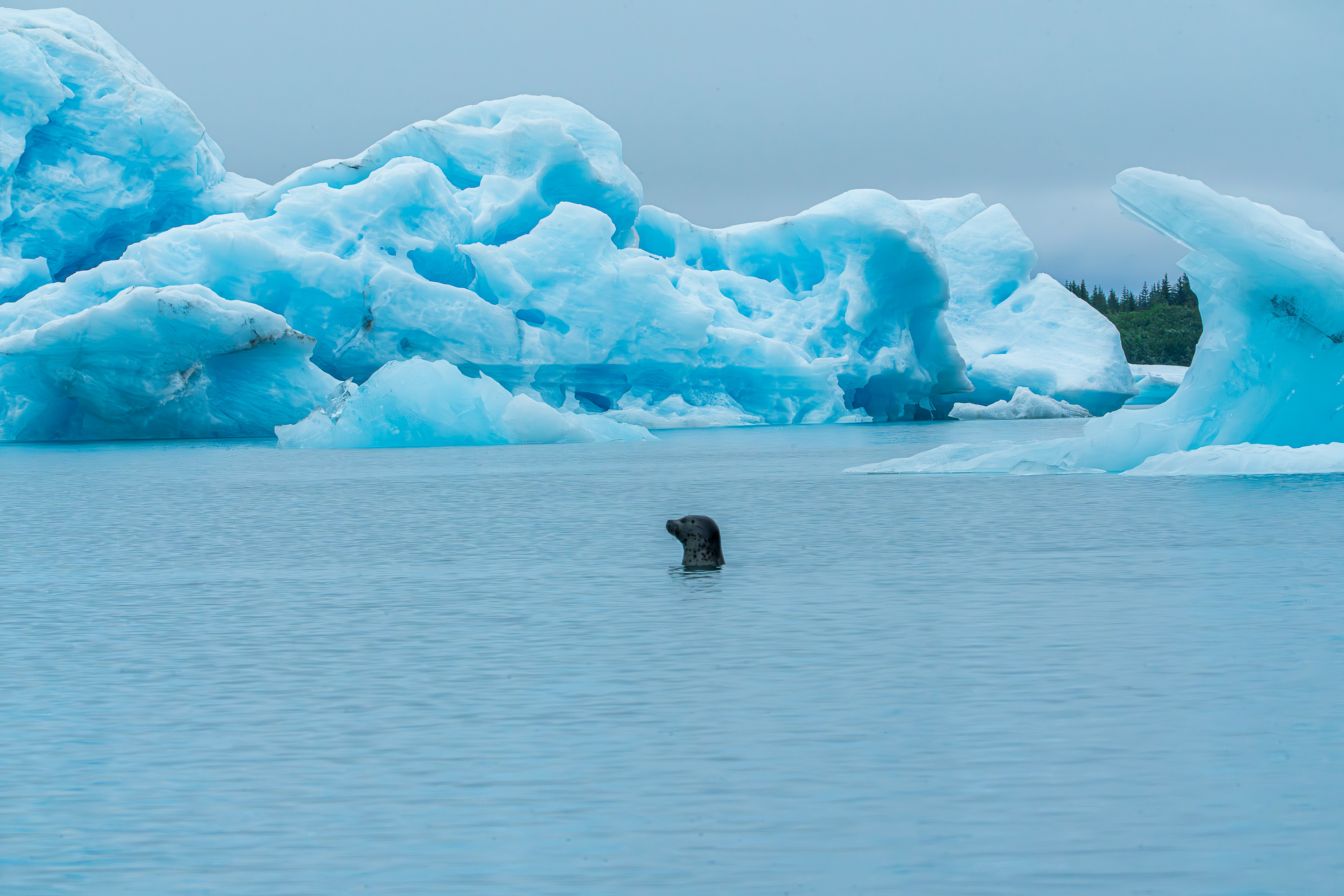 Harbor Seal - Bear Glacier Lagoon - Kenai Fjord National Park