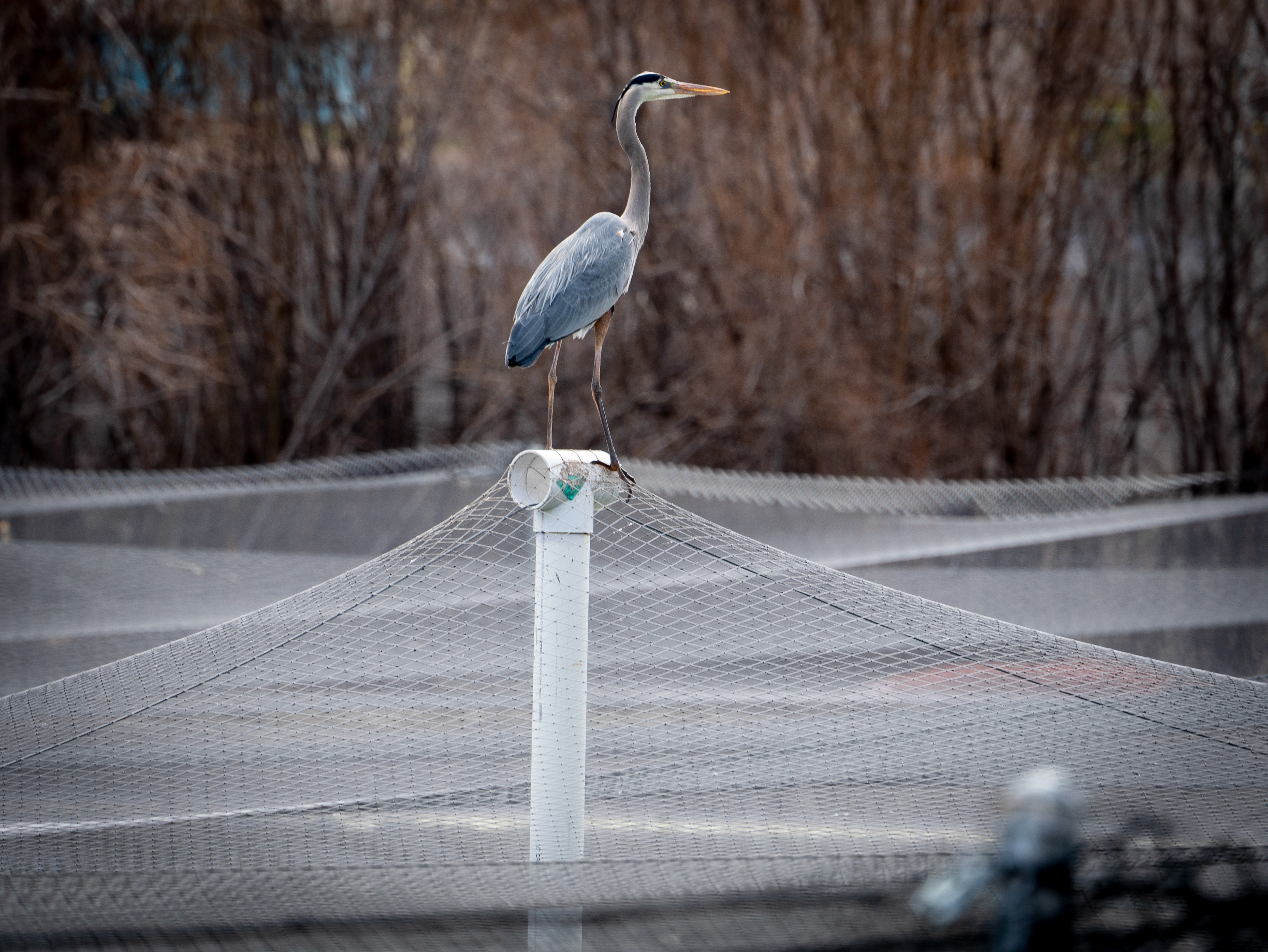 Great Blue Heron - Sedona