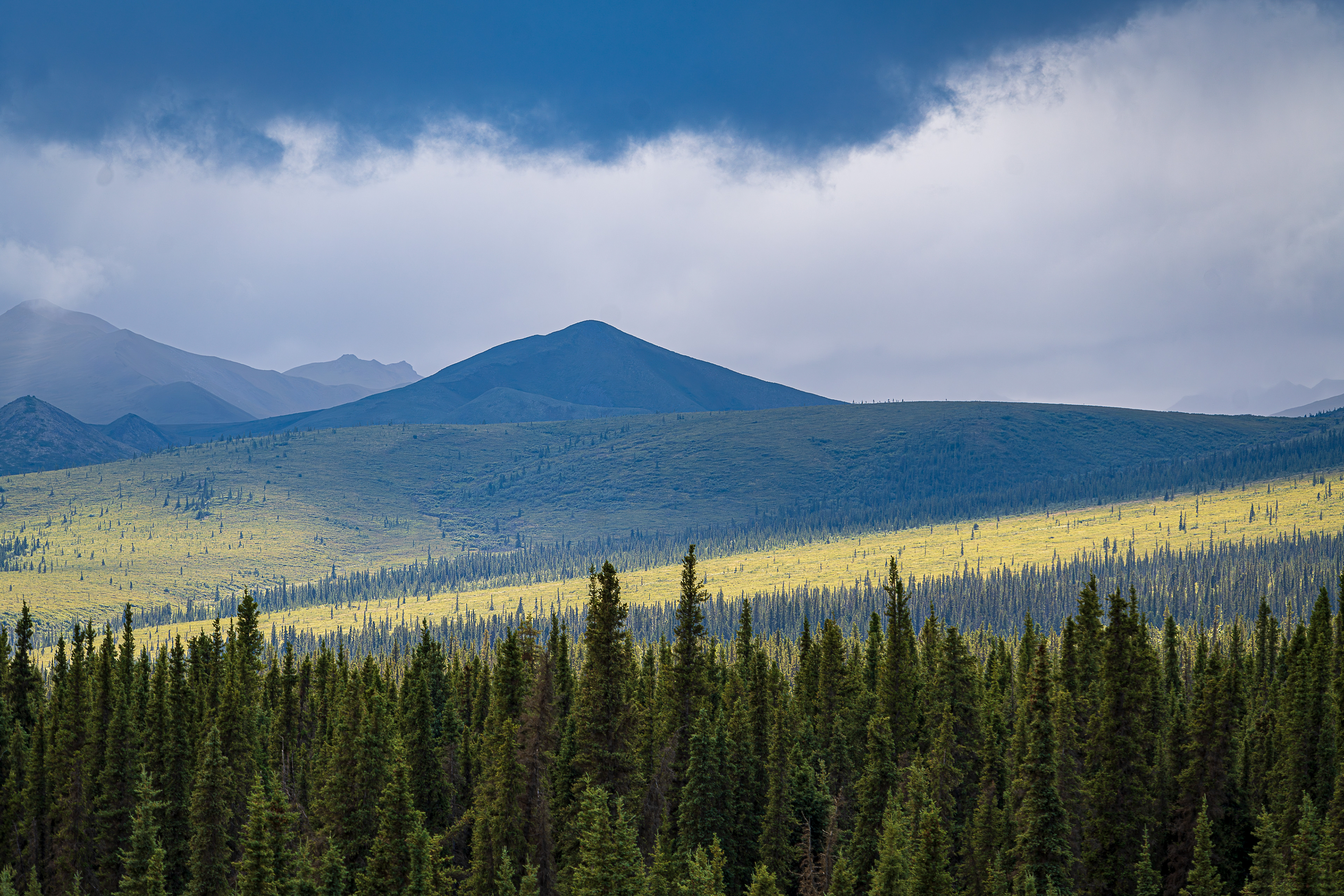Park Road - Denali National Park