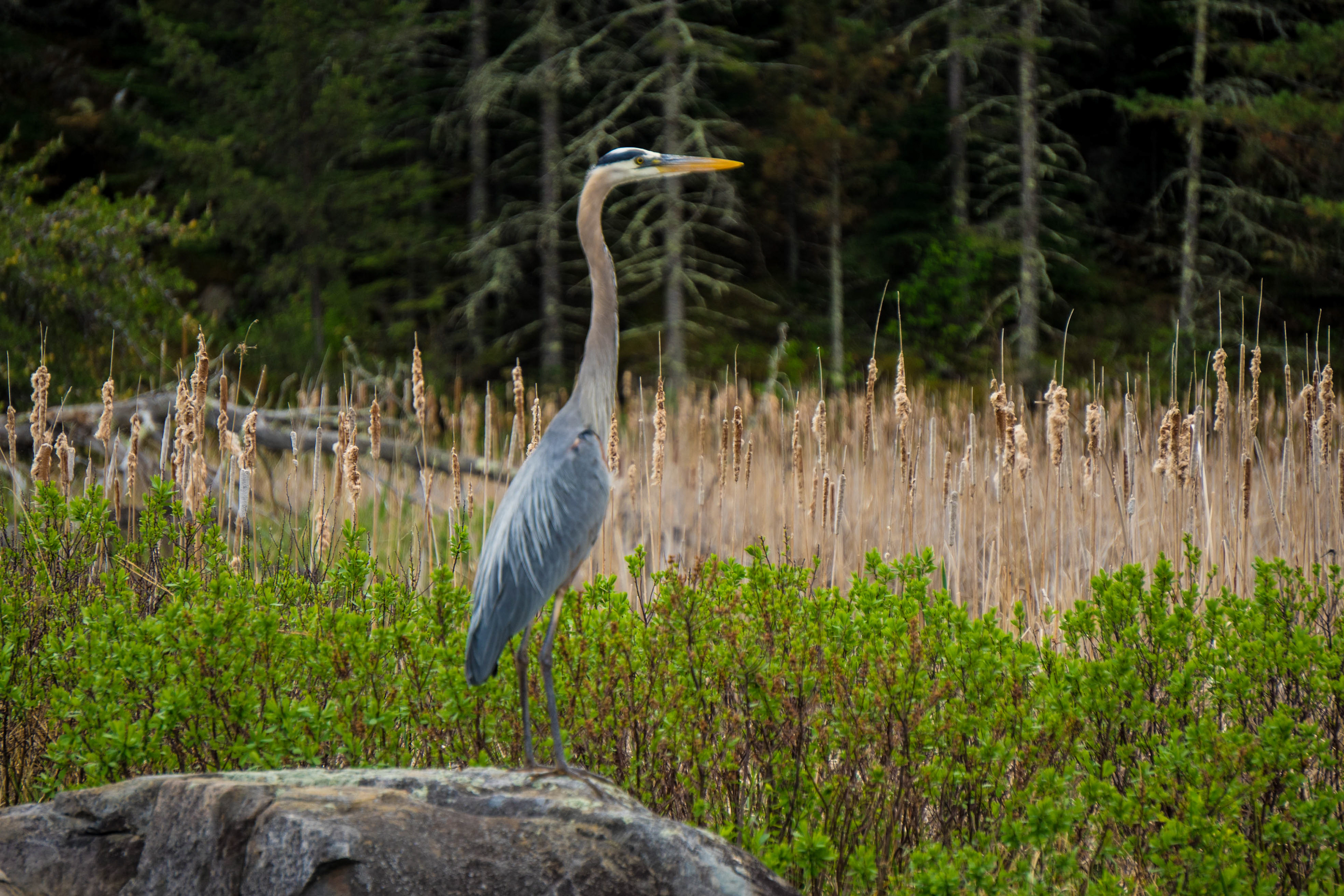 Great Blue Heron - Voyaguer National Park