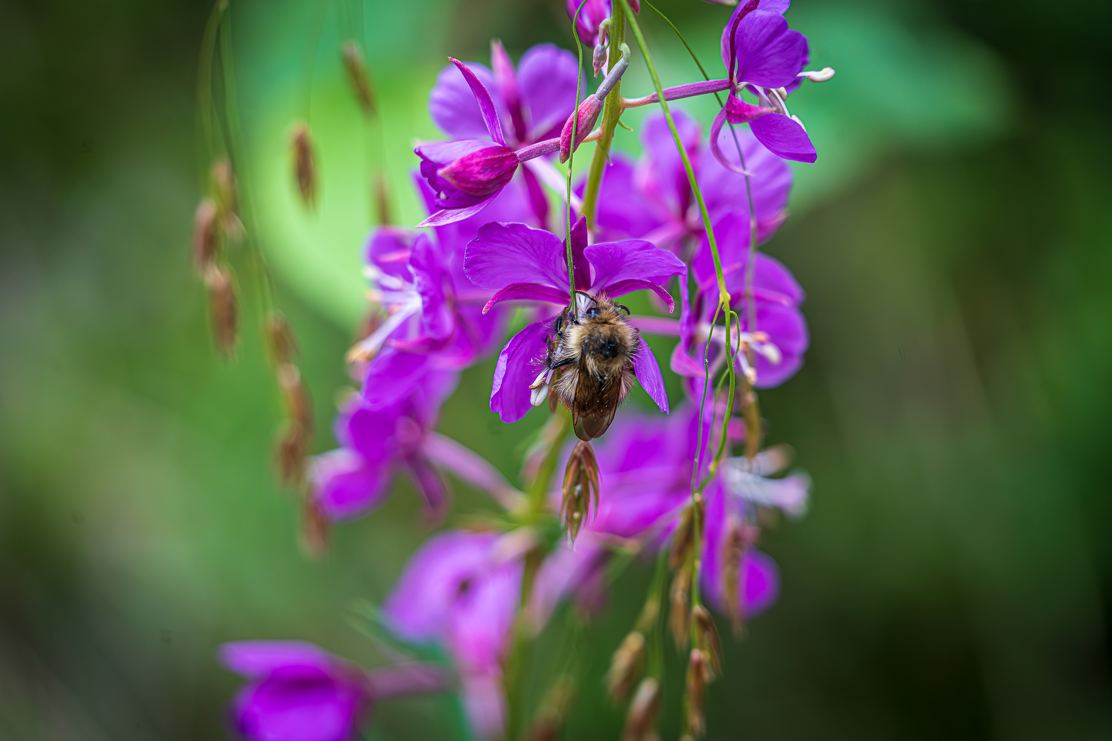 Bee on Fireweed - Denali National Park