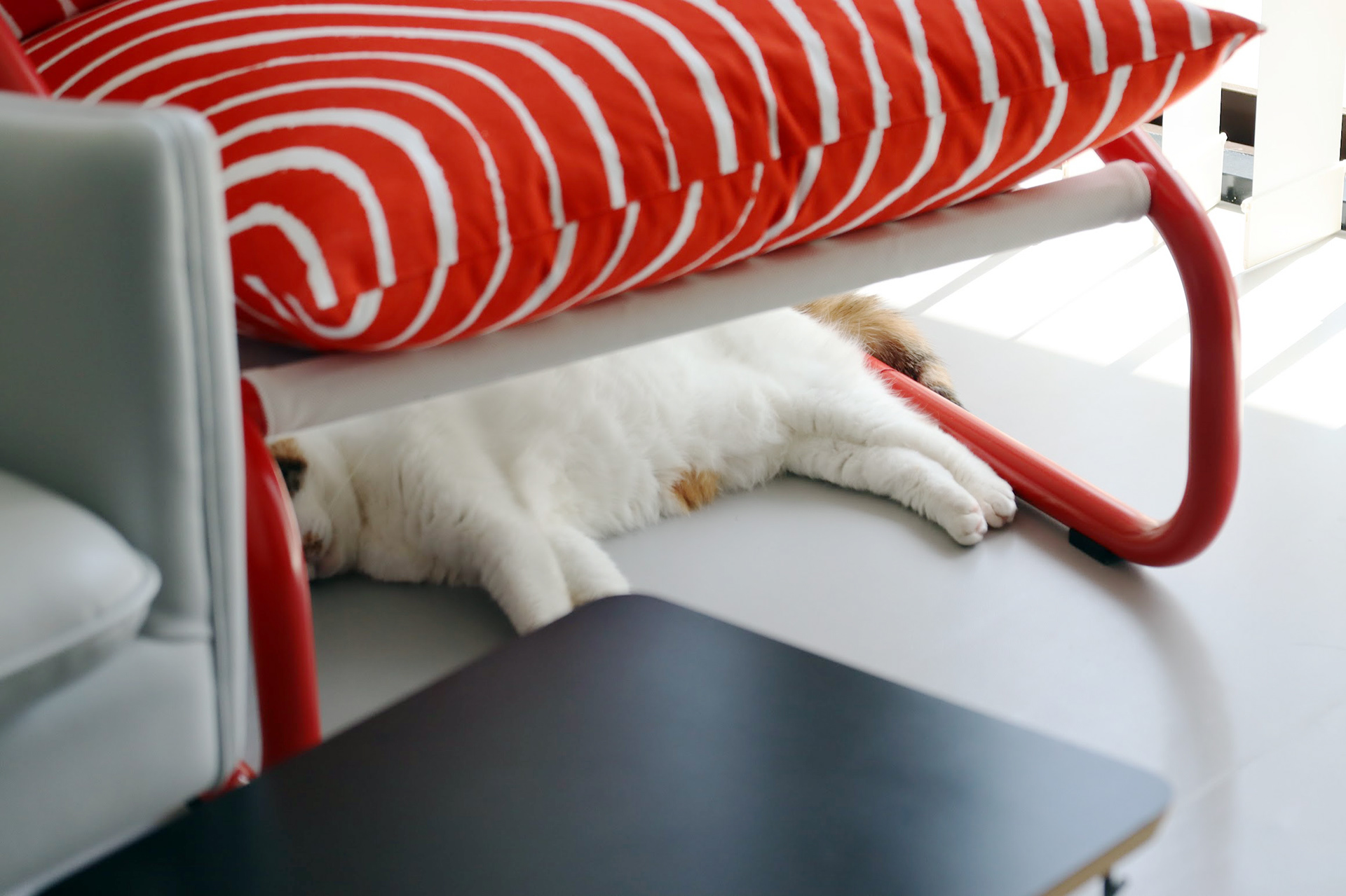 猫、ねこ、ネコ、cat